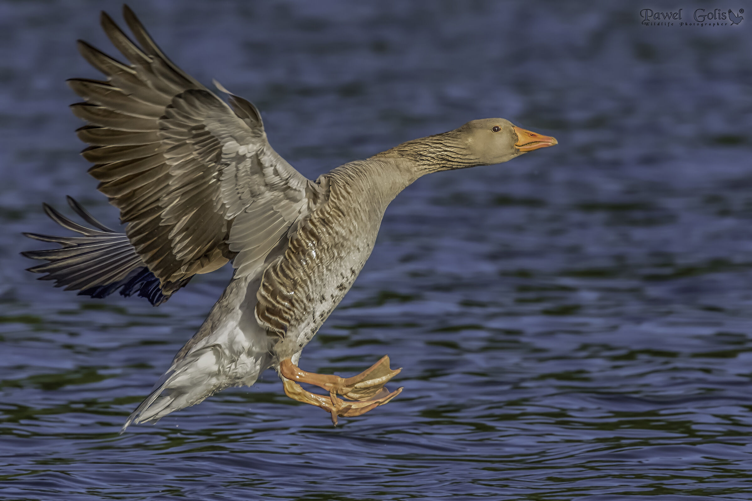 Oca Greylag (Anser anser)