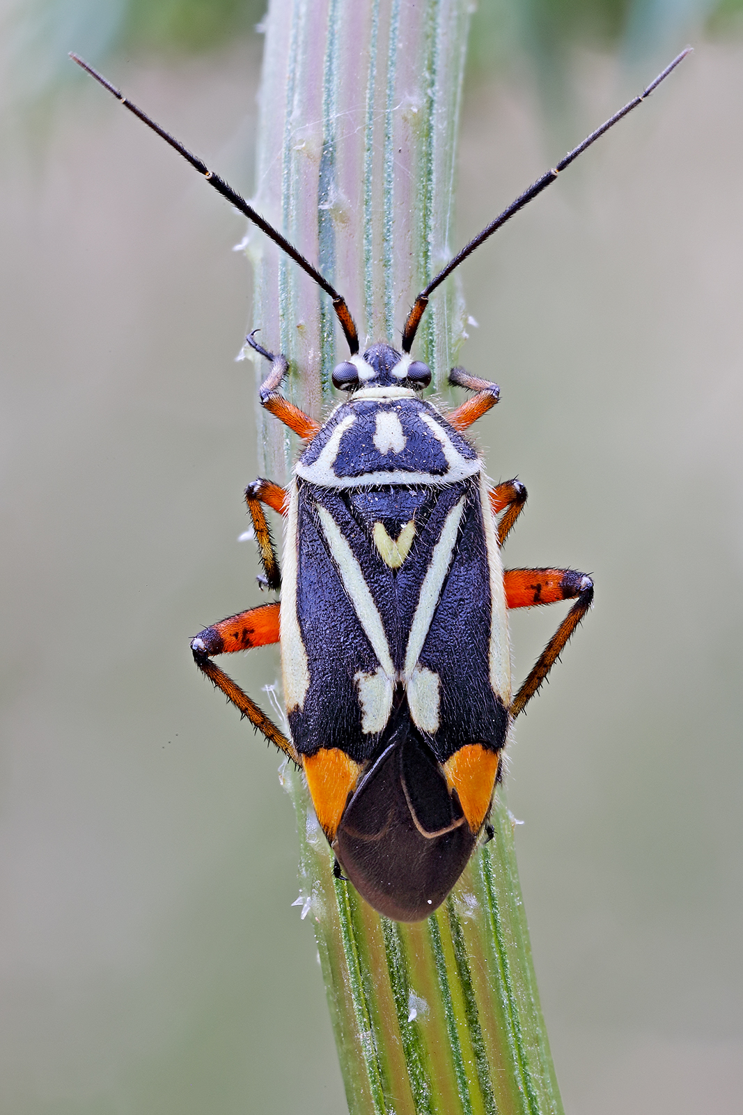 Decolor brachycoleus