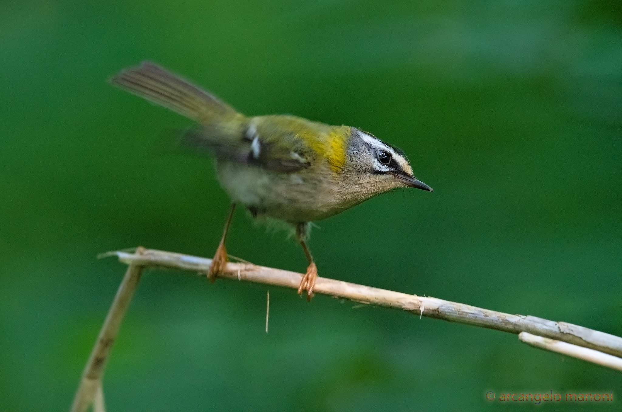 The furniture fiorracino