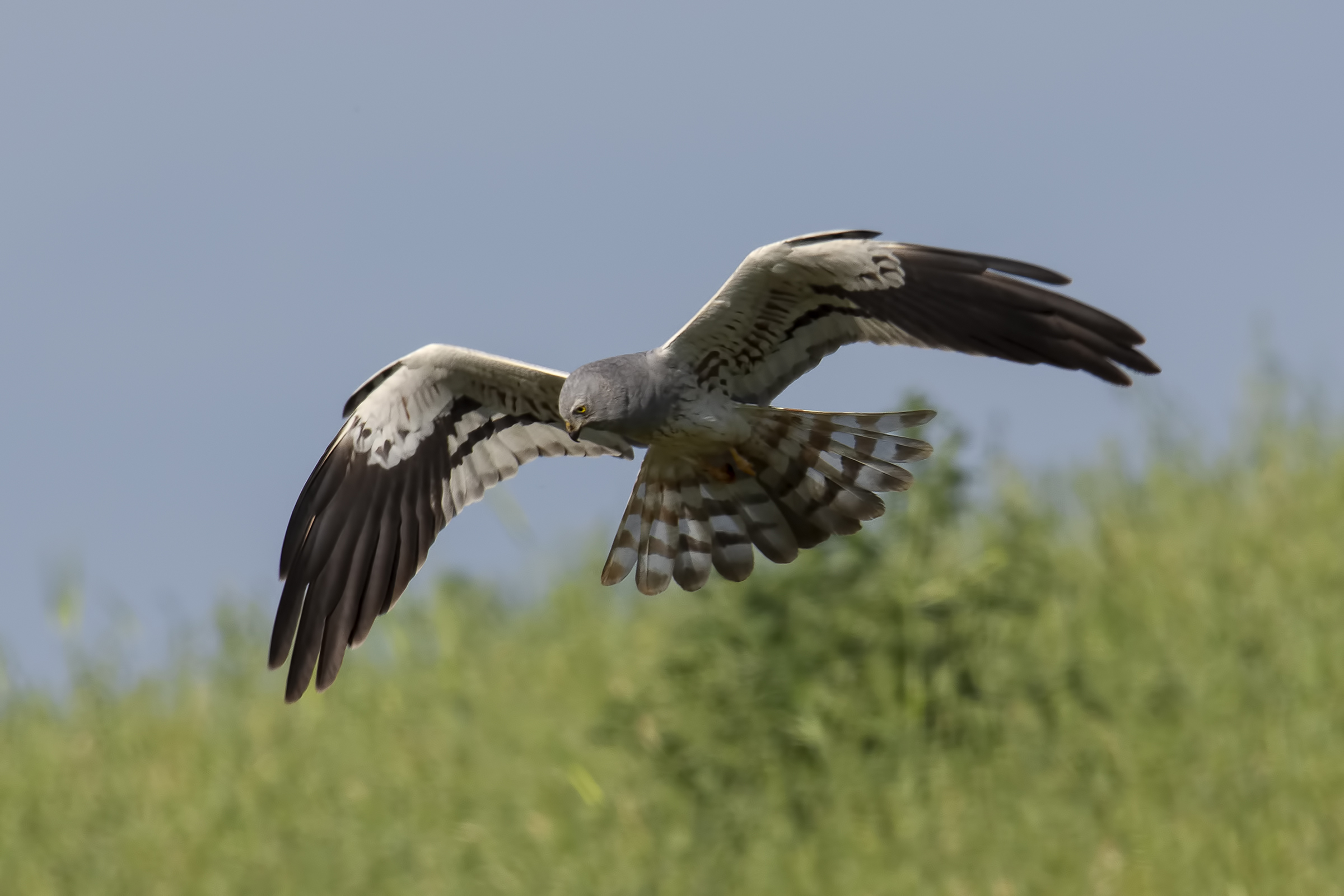 Albanella minore maschio