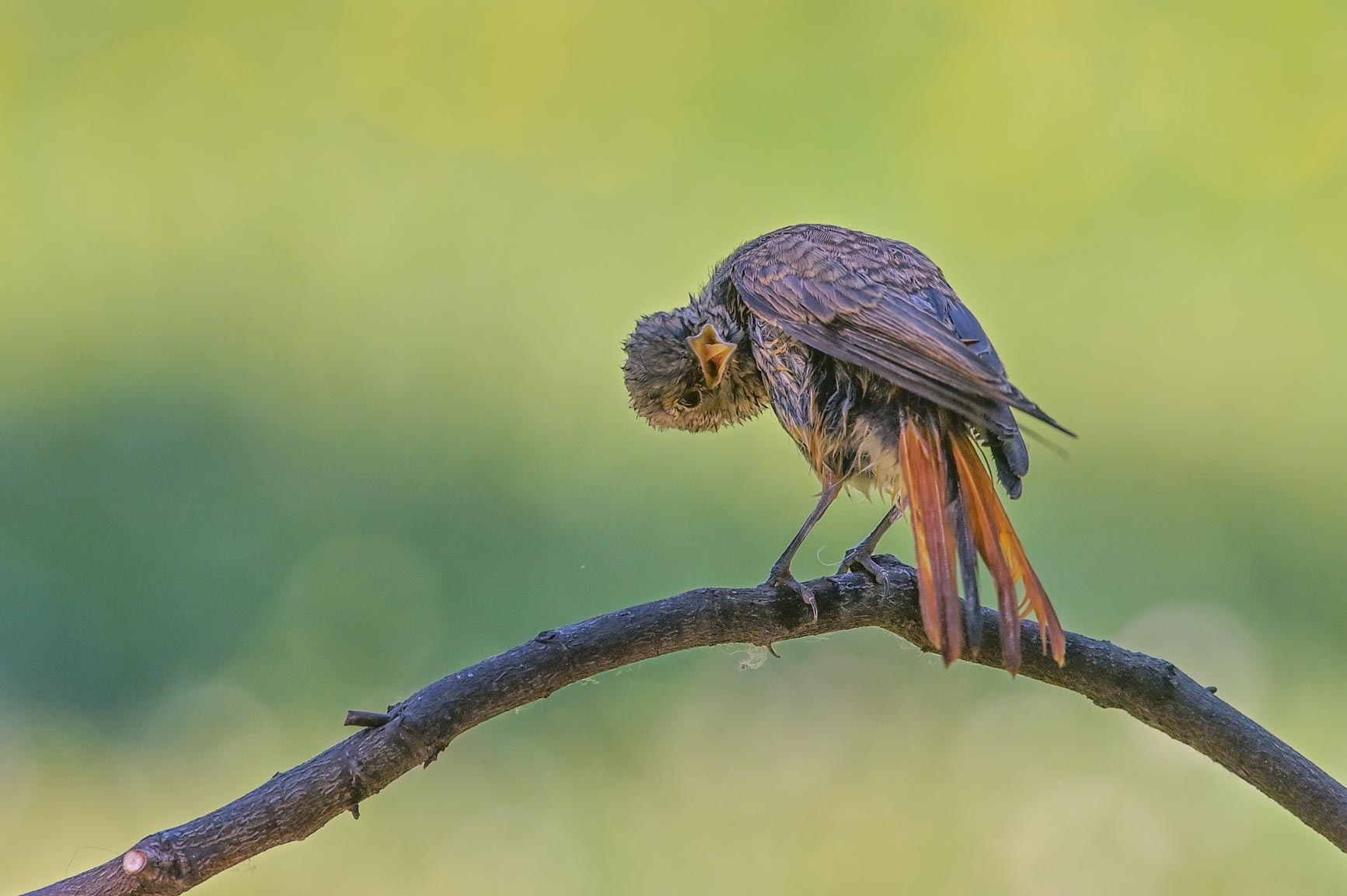 Young codirosso after bath