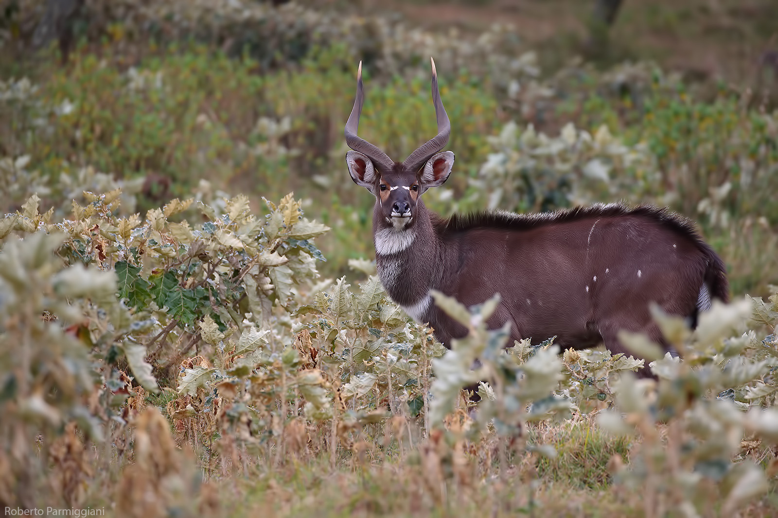 Mountain Nyala