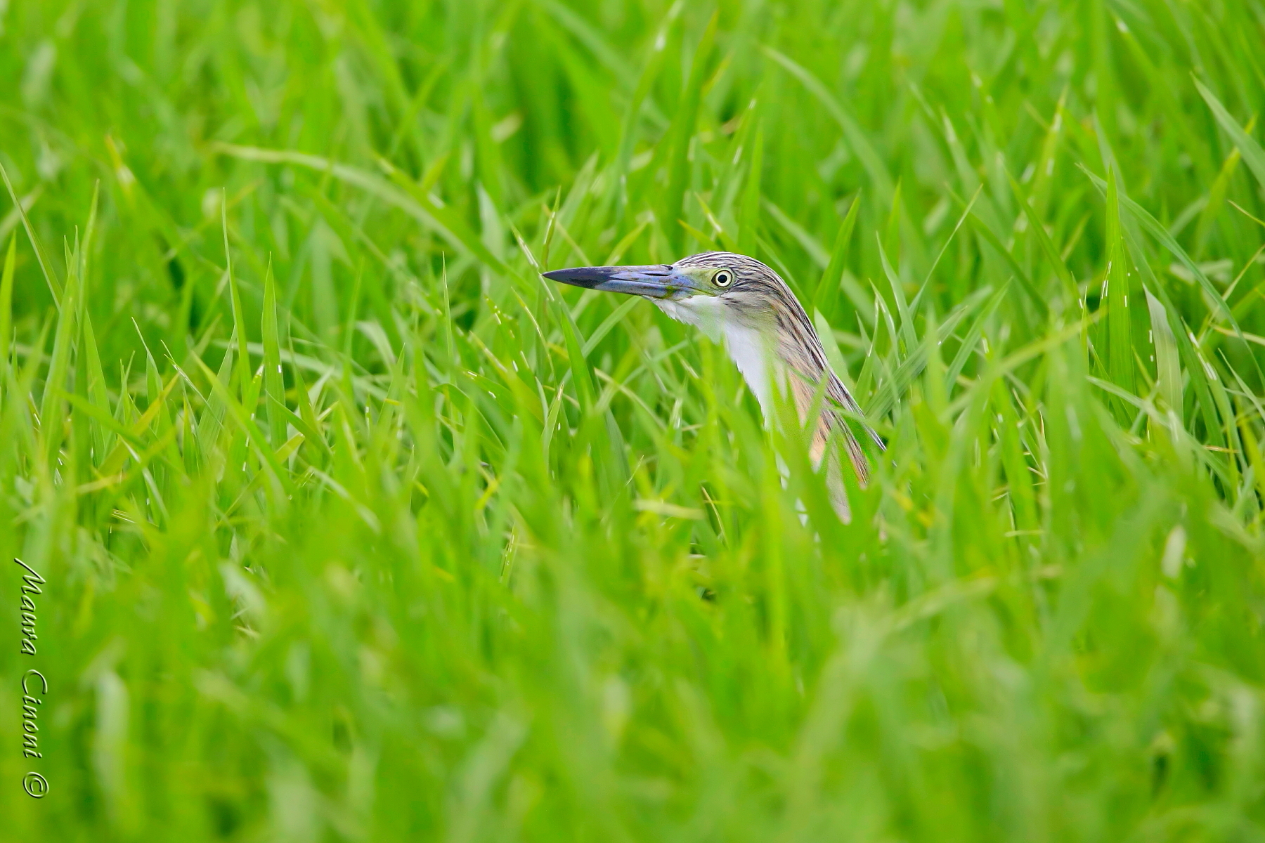 Sgarza Ciuffetto sotto la pioggia