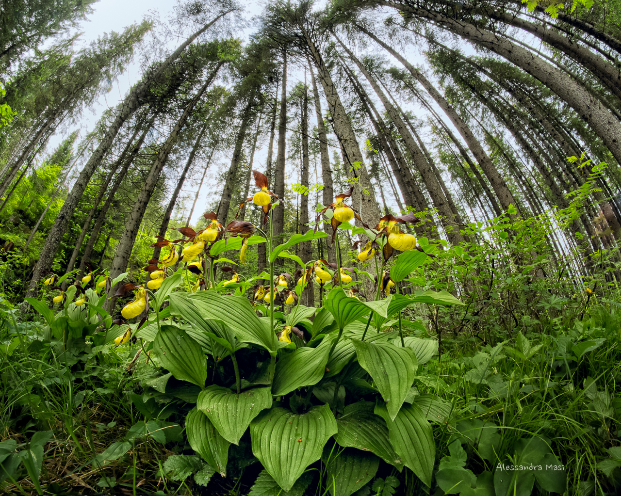 Cypripedium lime