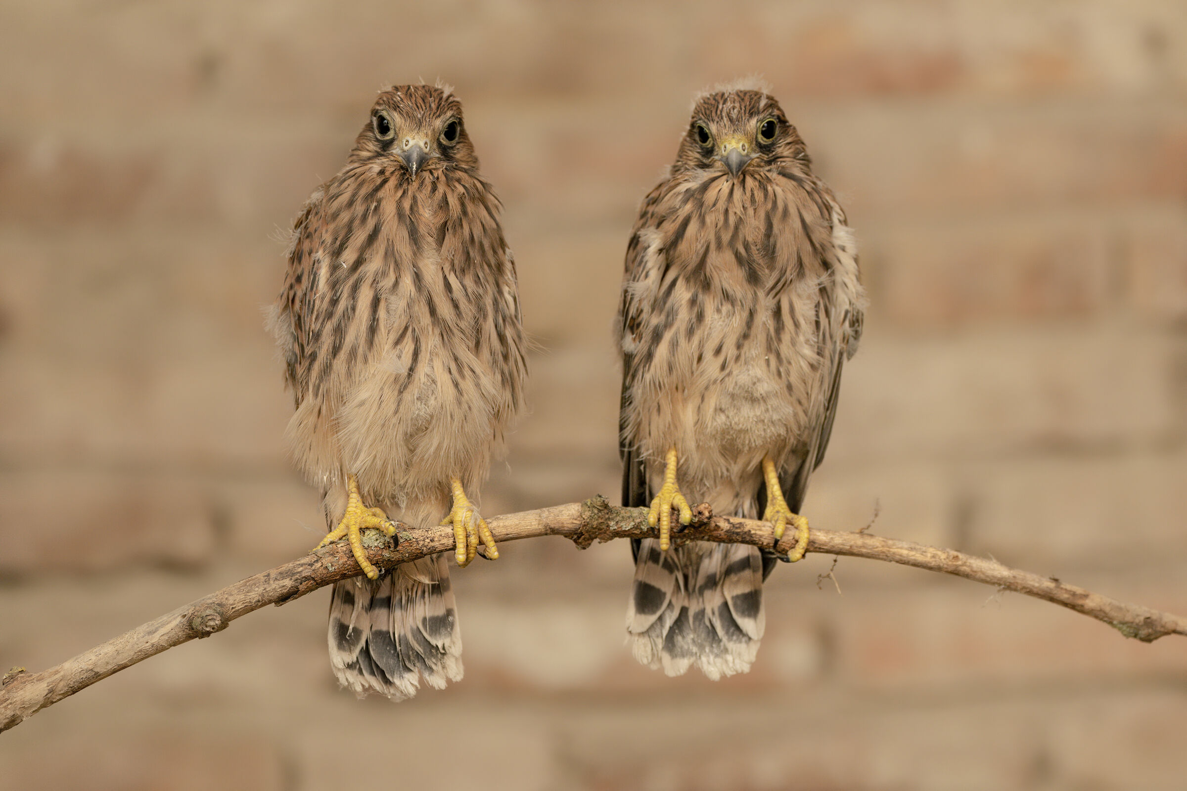 gemelli