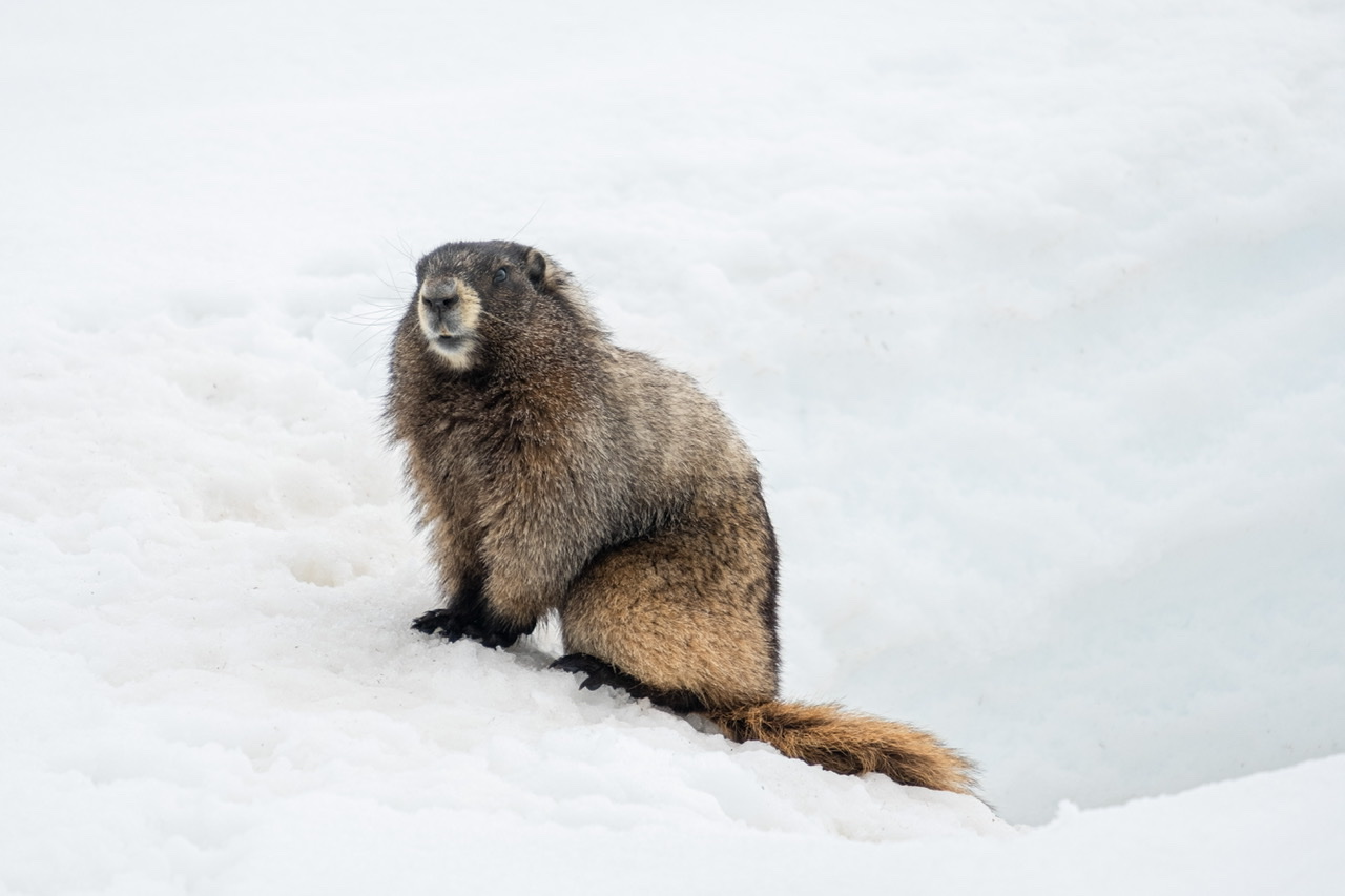 Marmotta