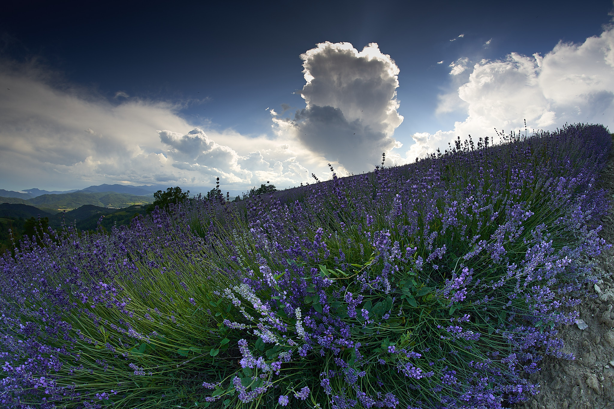 Lavender
