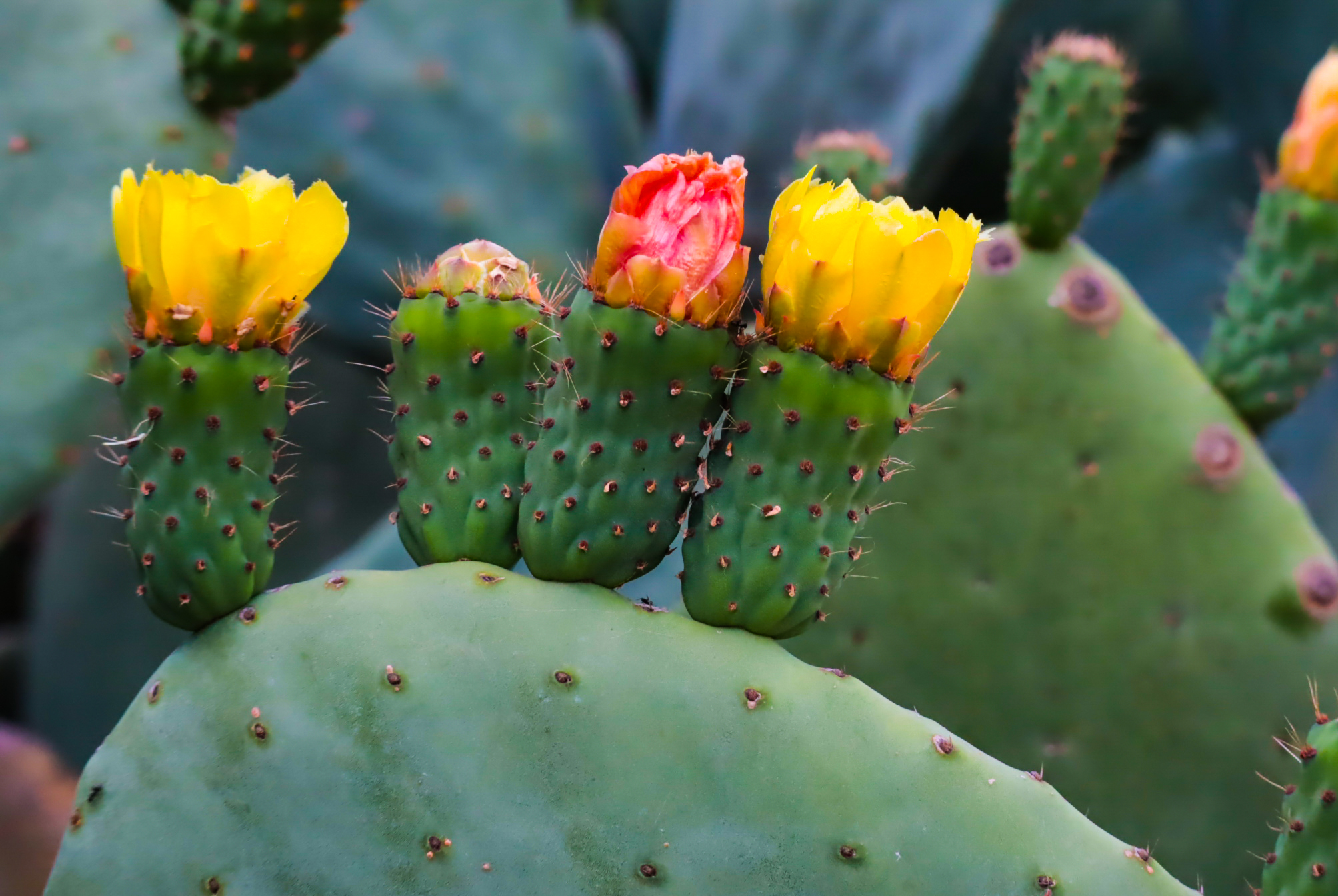 Blossomed prickly pears