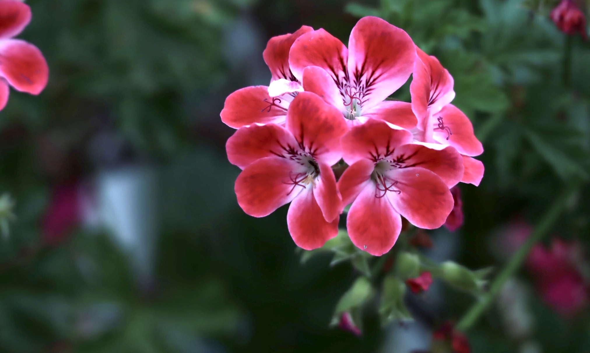 Geranium