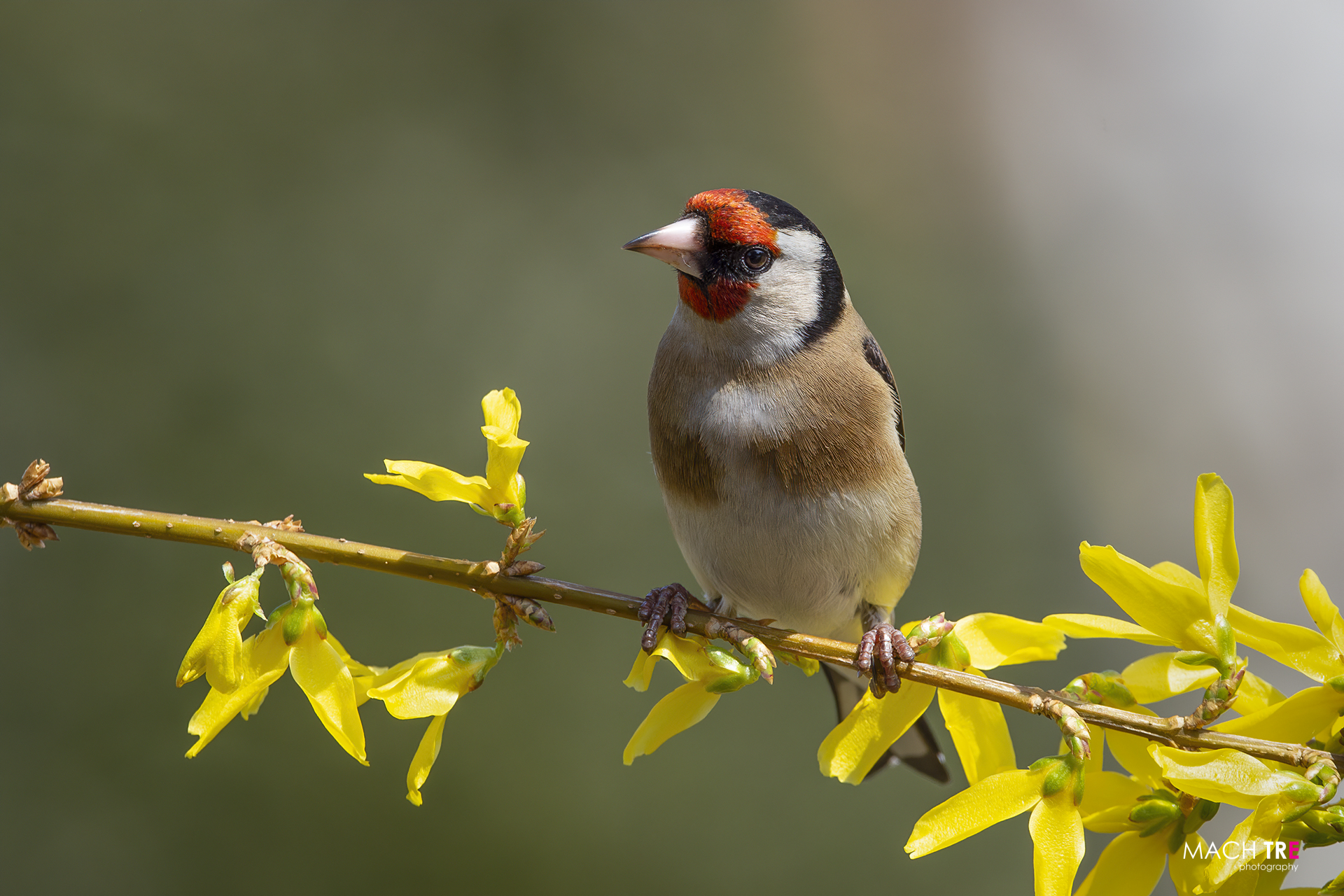 Cardellino (Carduelis carduelis)