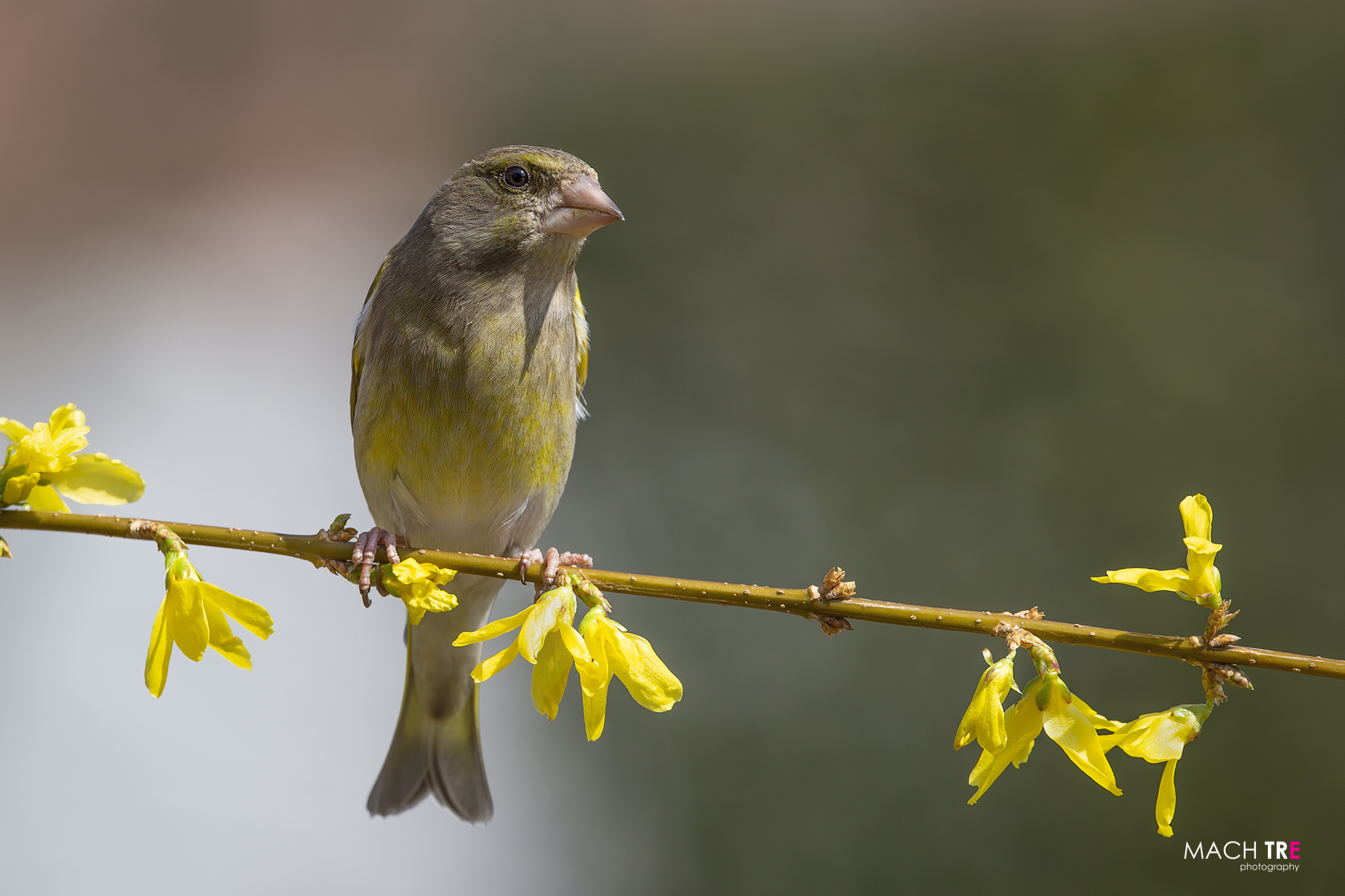 Verdone (Chloris chloris)