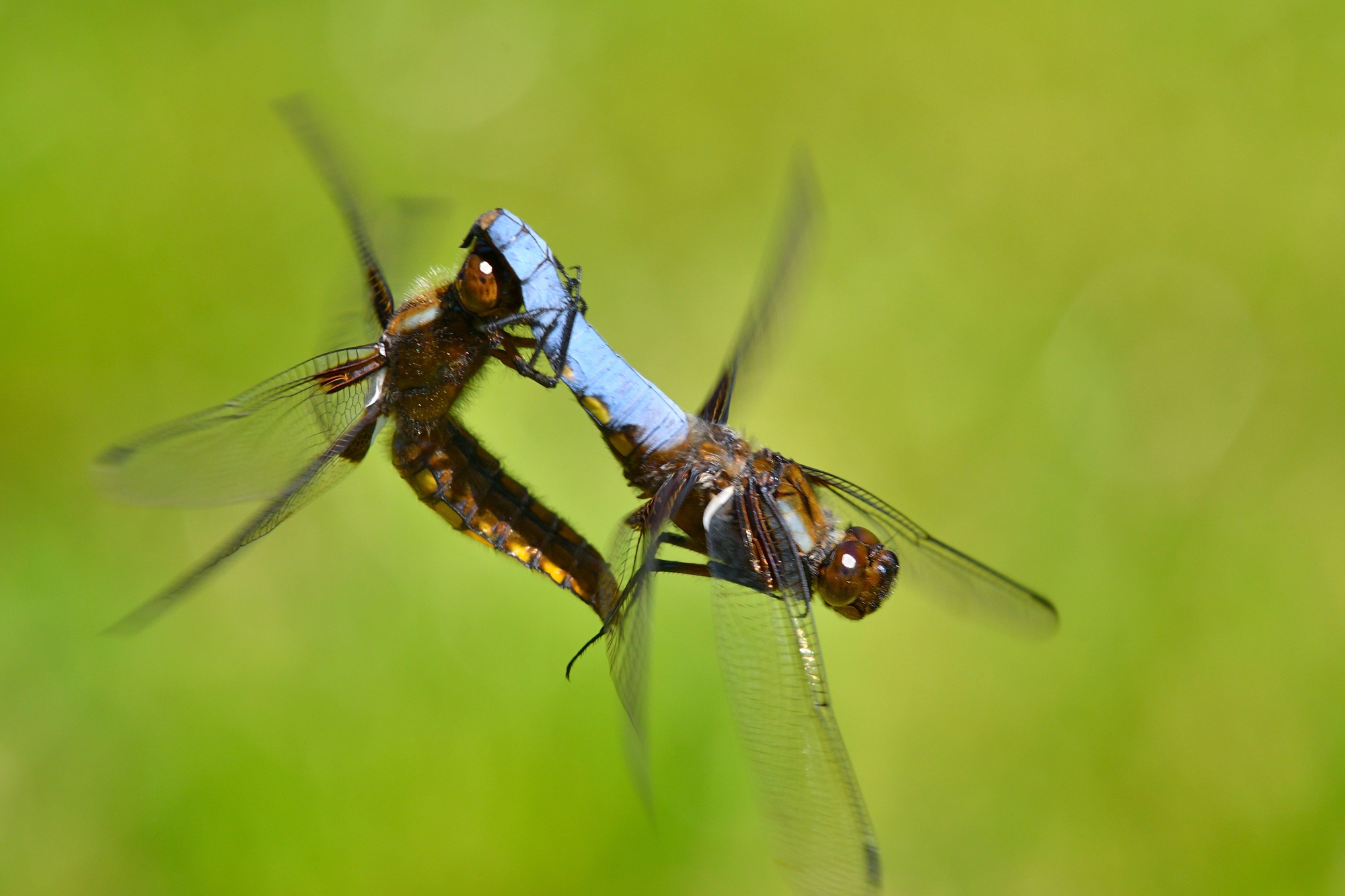 depressed dragonflies in love...