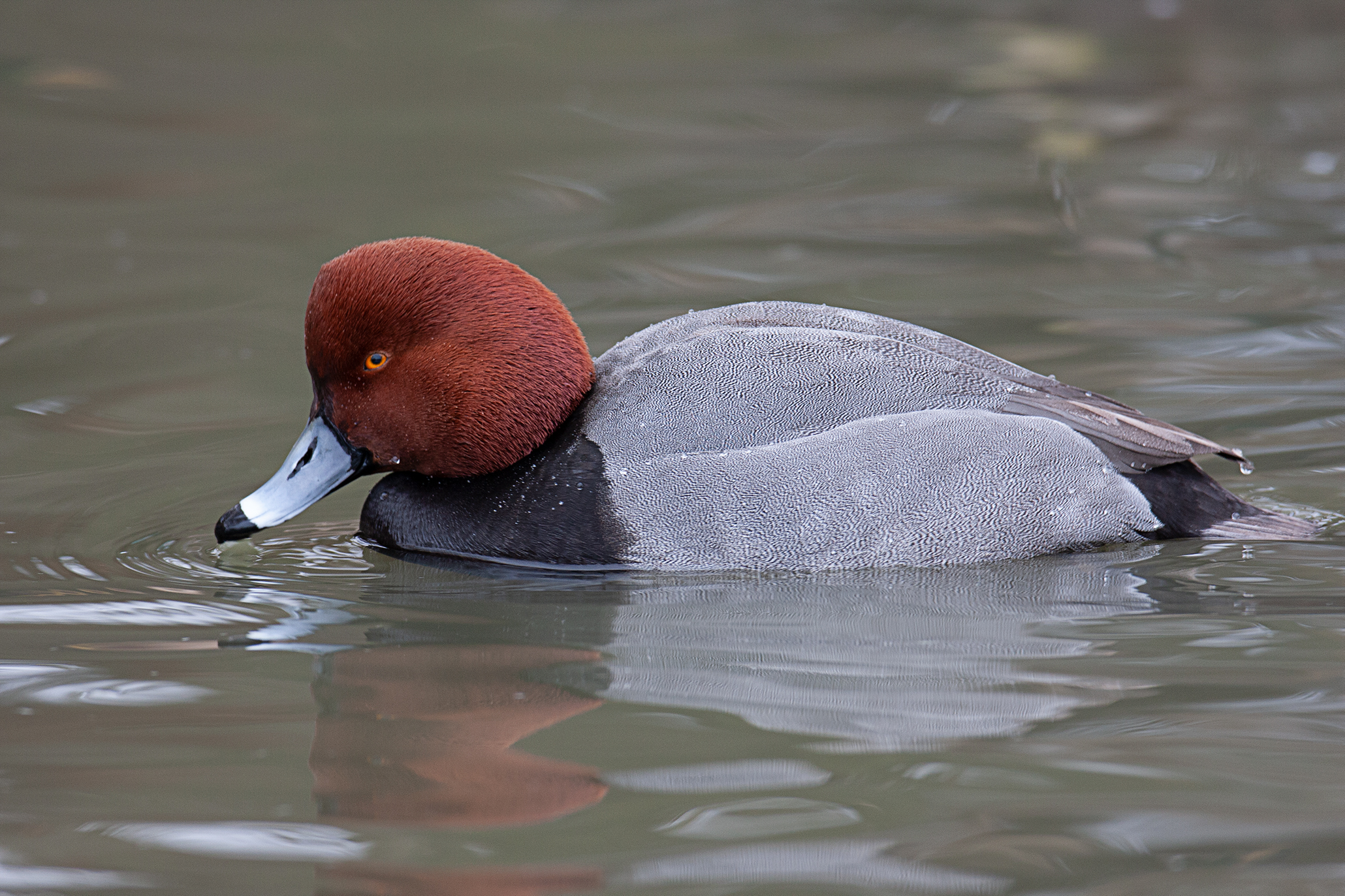 Redhead Duck