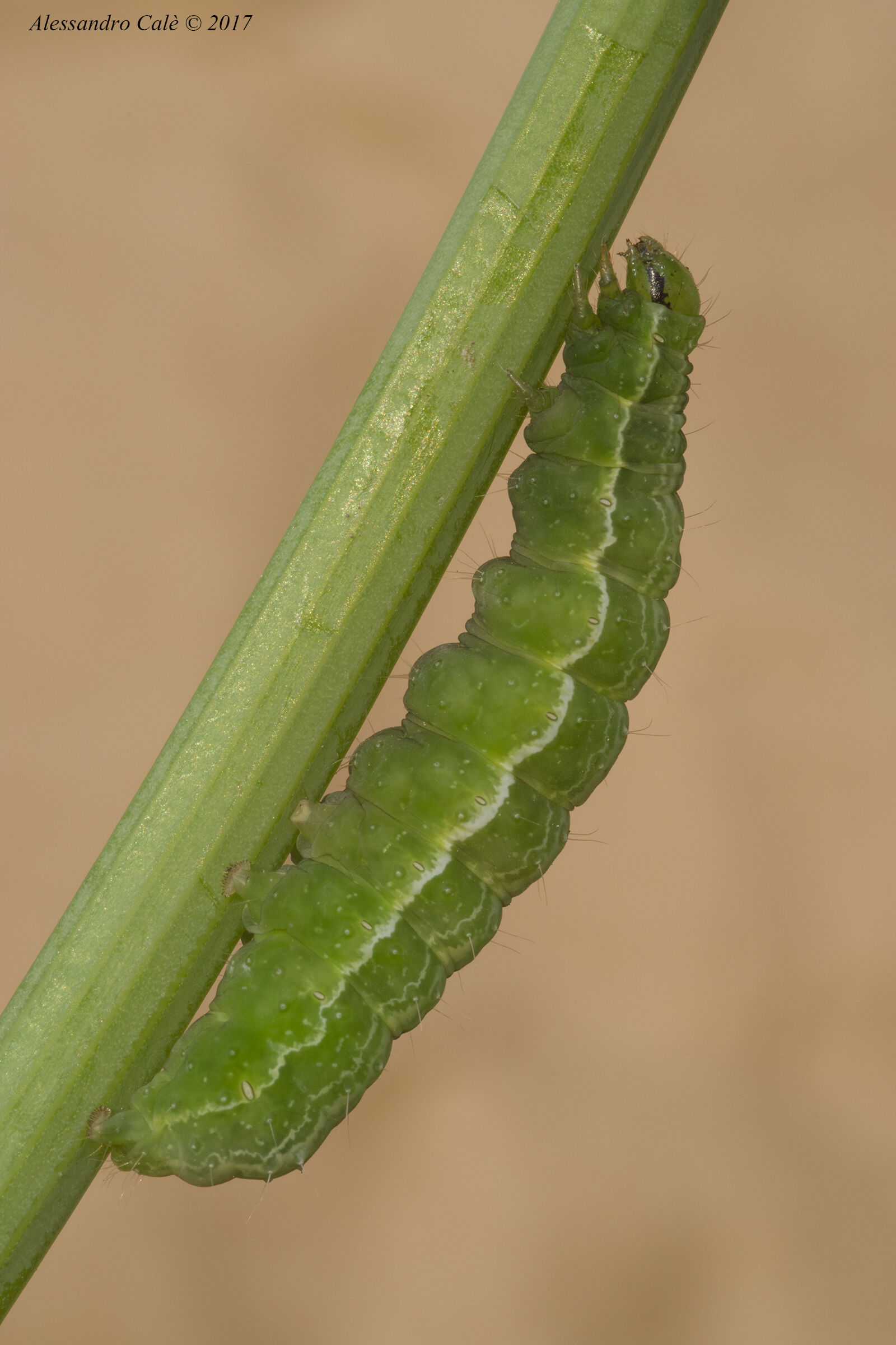 Caterpillar 4494