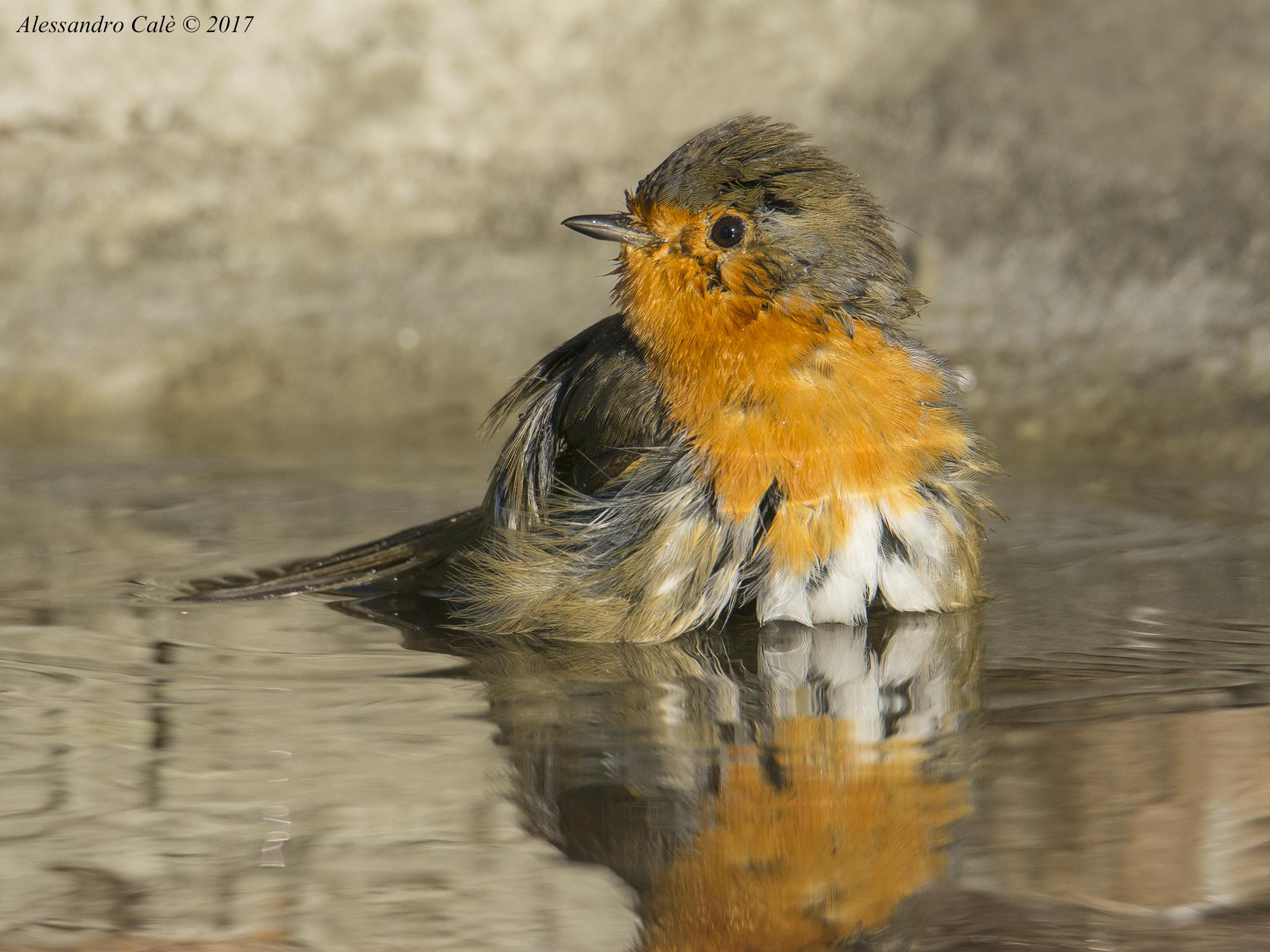 Erithacus nubecola (Petirosso) 4083