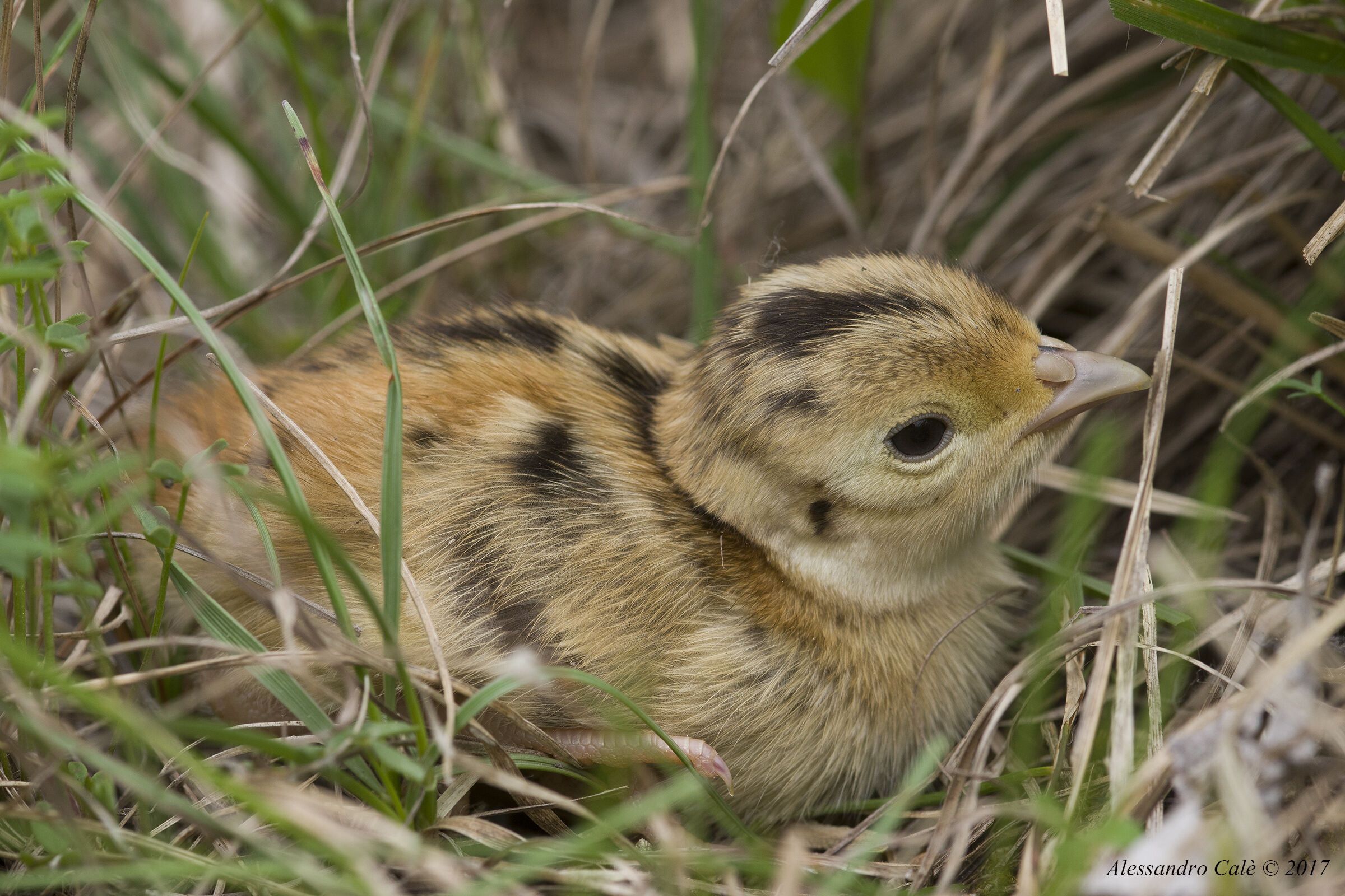 Phasianus colchicus (Fagiano) 2541