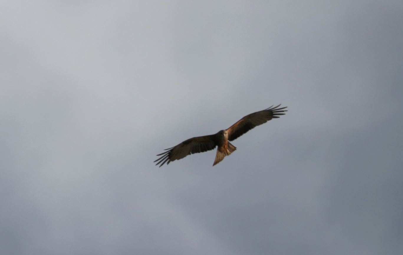 nibbio bruno del 17-06