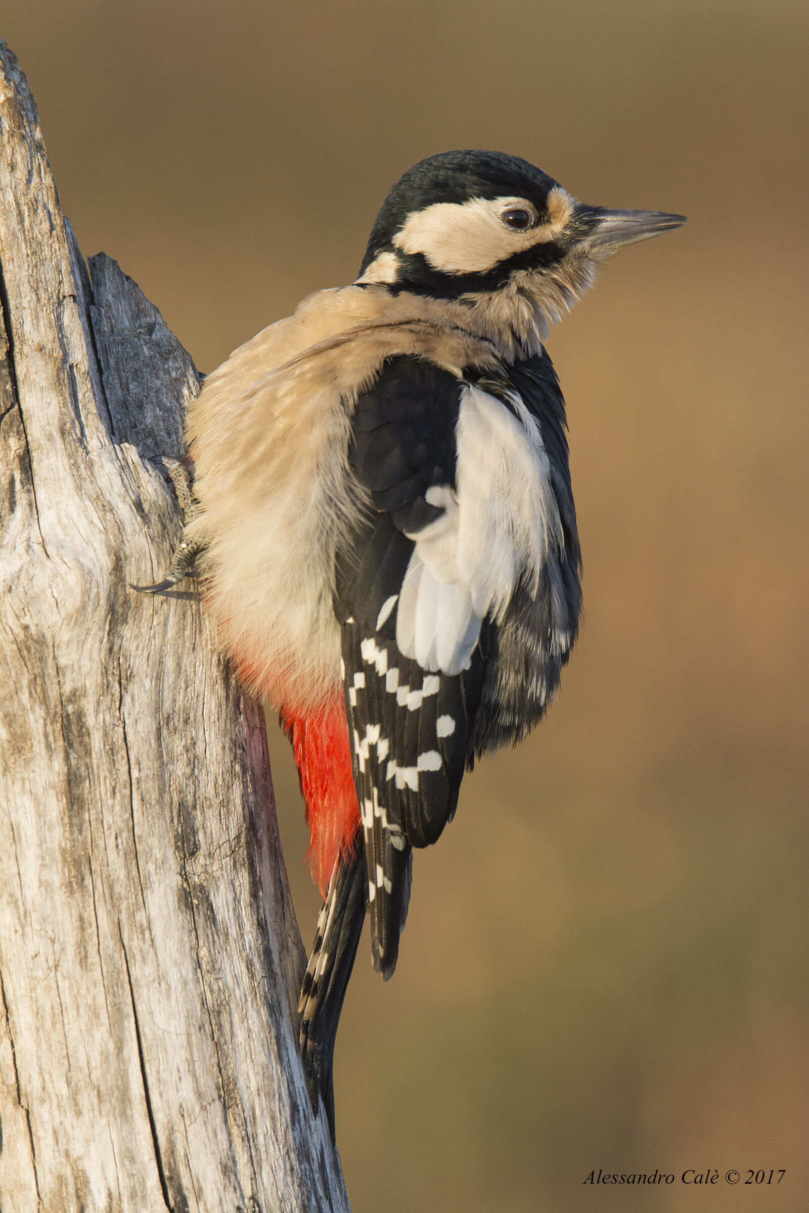 Dendrocopos major (Picchio rosso maggiore F ) 6000