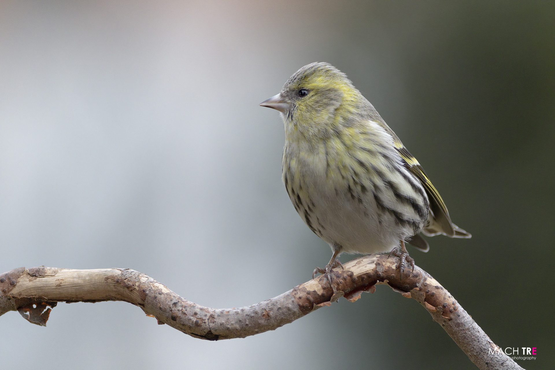 Lucherino (Cardelius spinus)