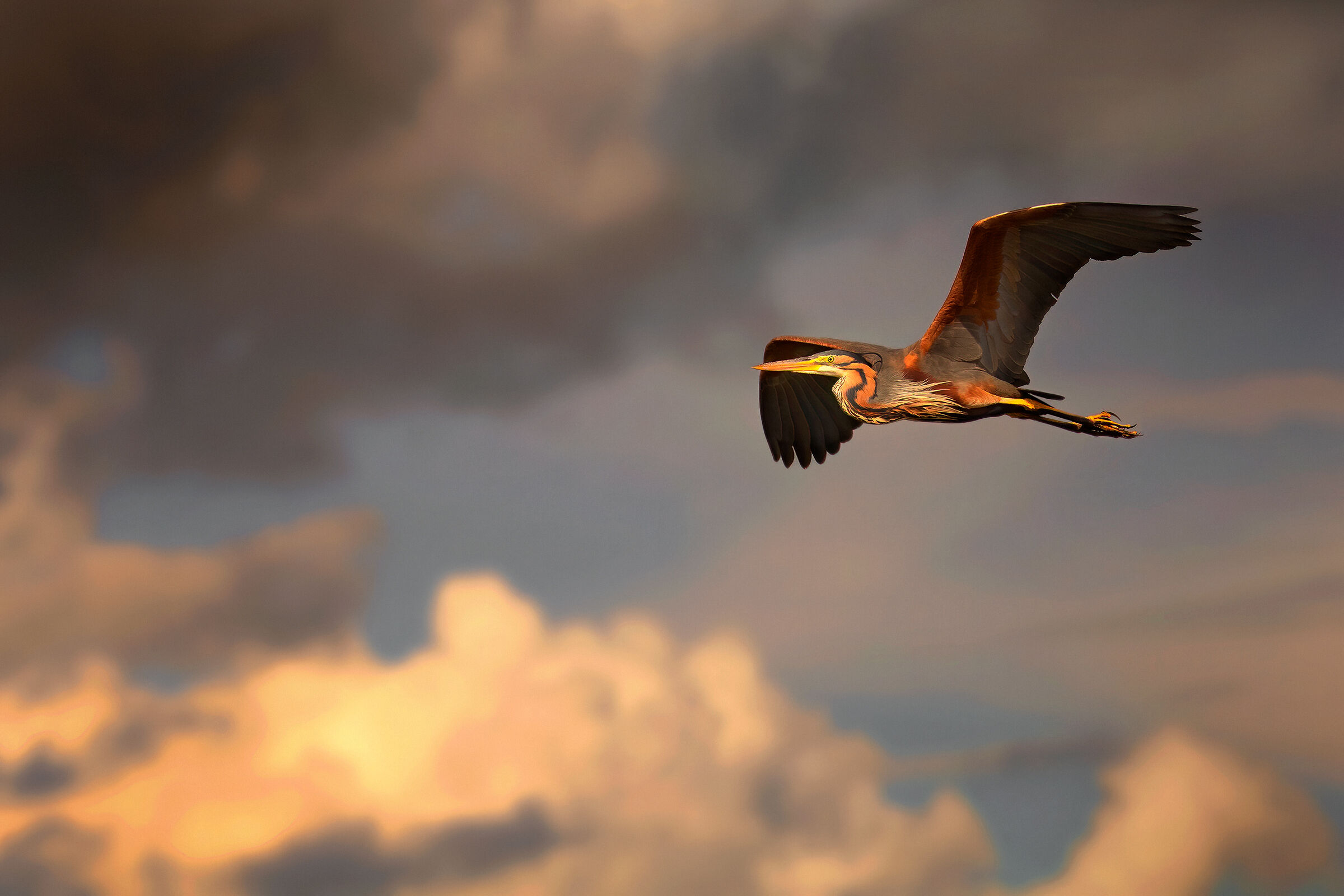 Incontri nel Parco del Mincio (mn)