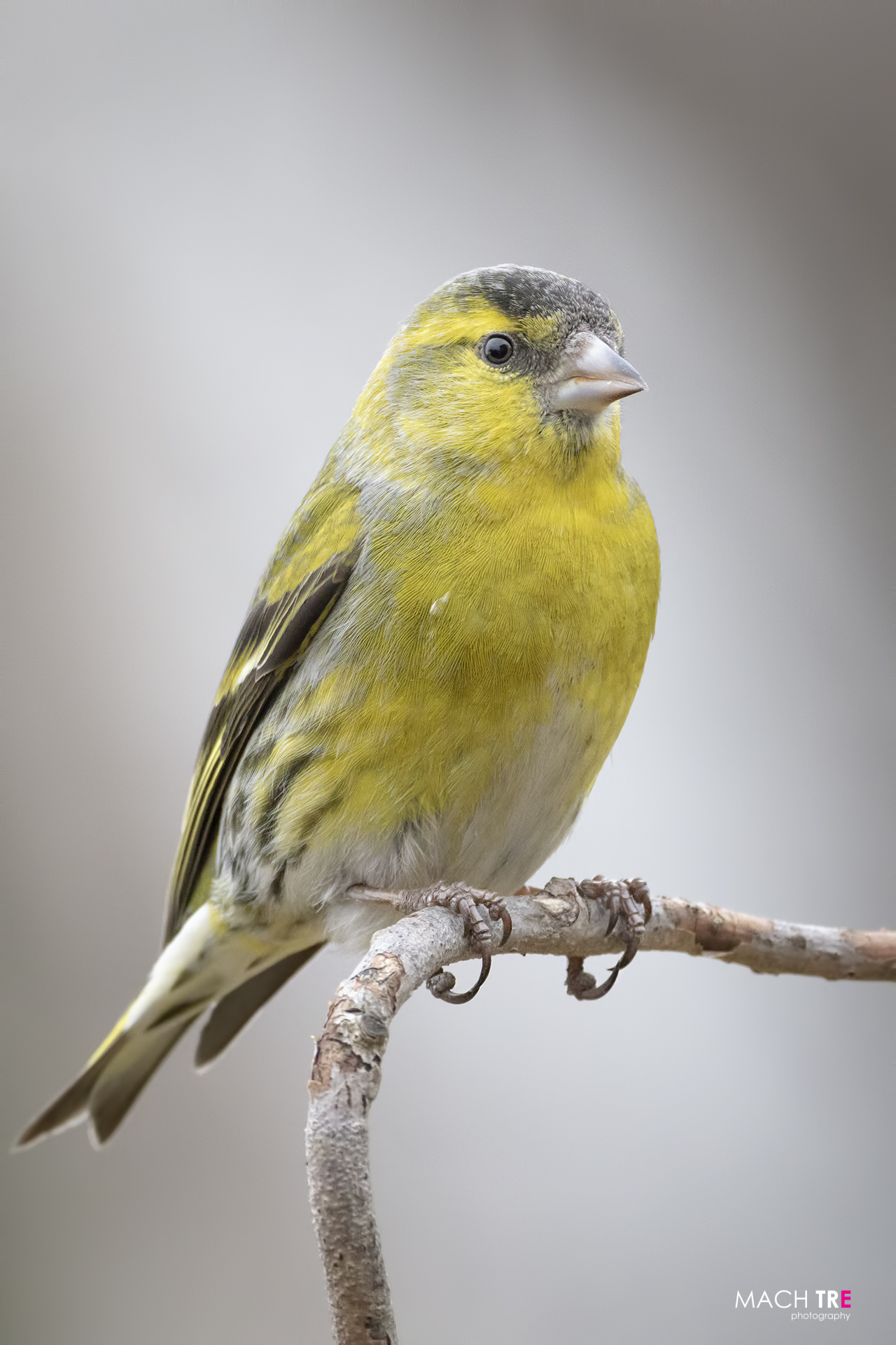 Lucherino (Cardelius spinus)