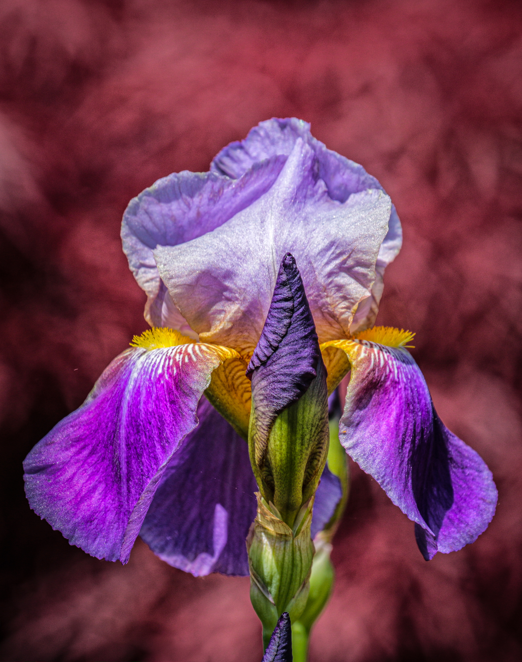 Iris "Against a Reddish Background of Flowers".