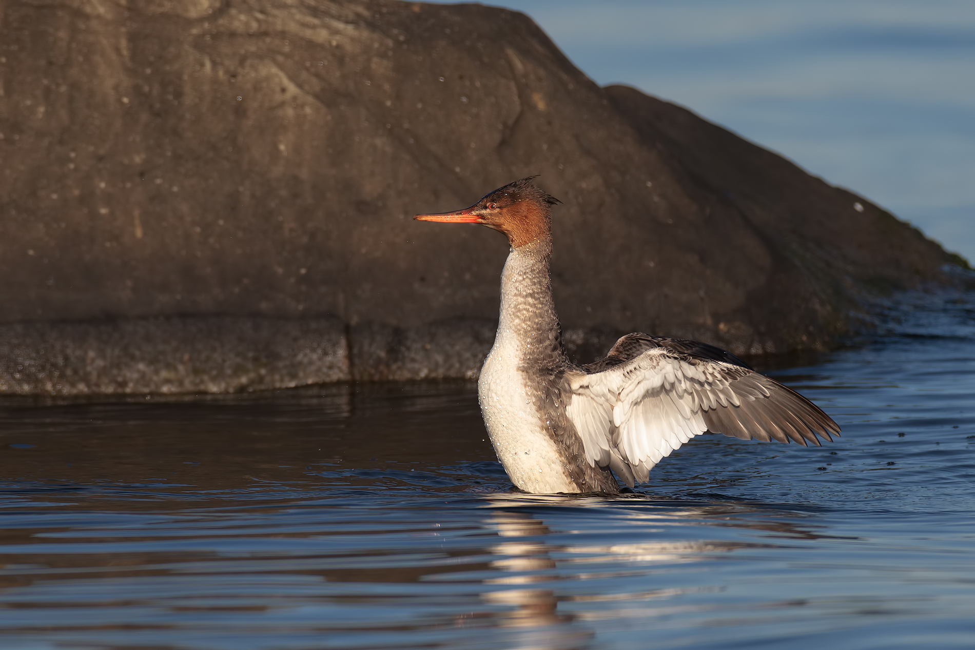 Red-breasted Merganser 2
