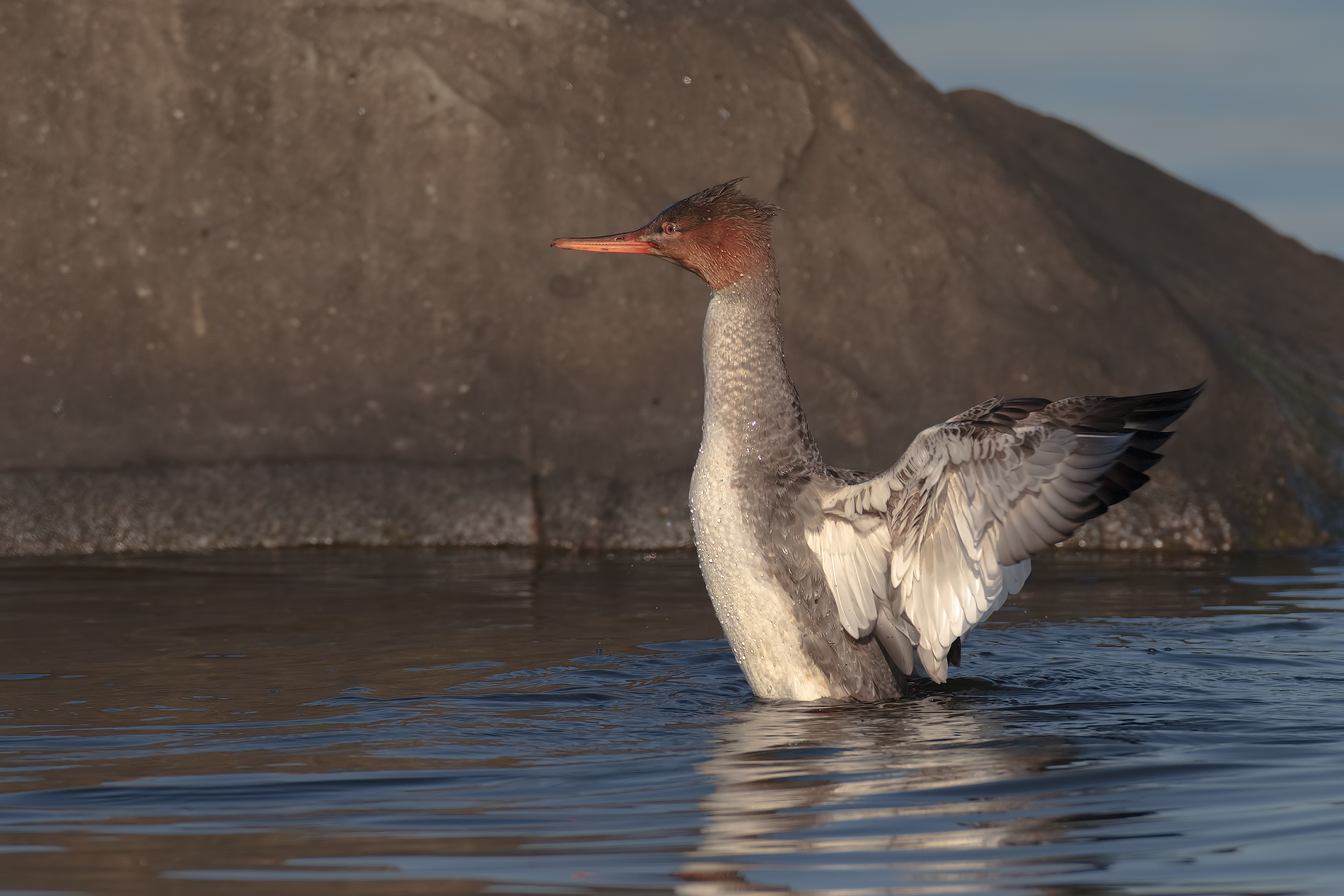 Red-breasted Merganser 3