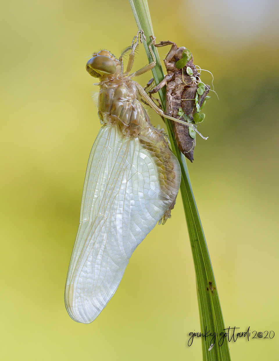 libellula con esuvia