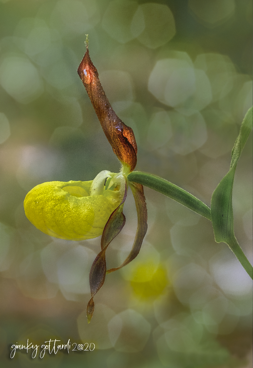 la più bella del reame