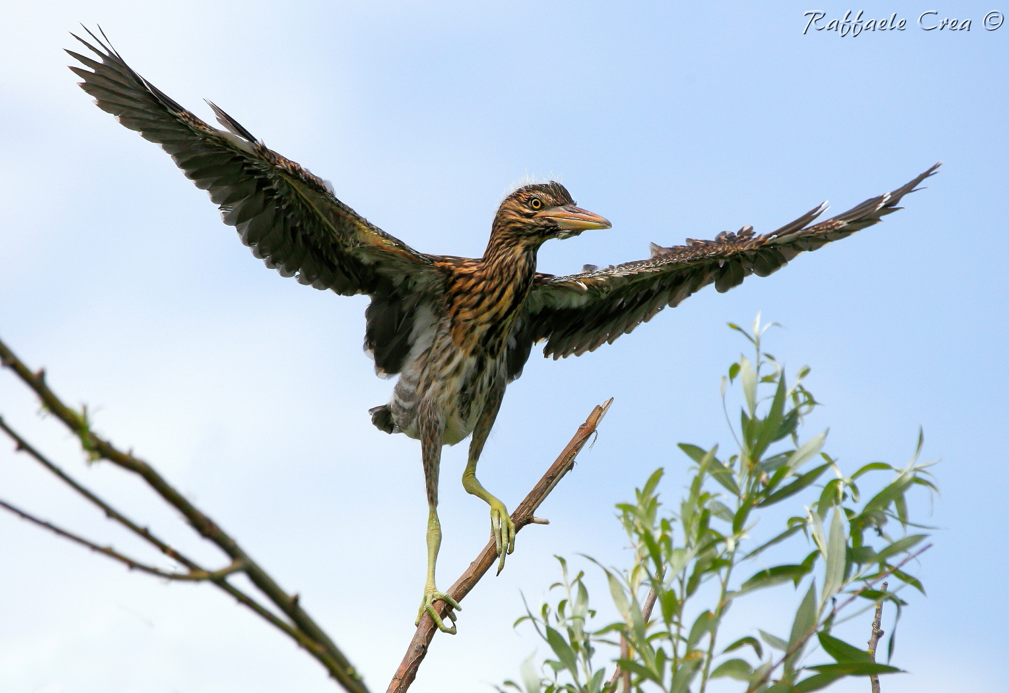 Nitticora Juv or cousin Dinosaur
