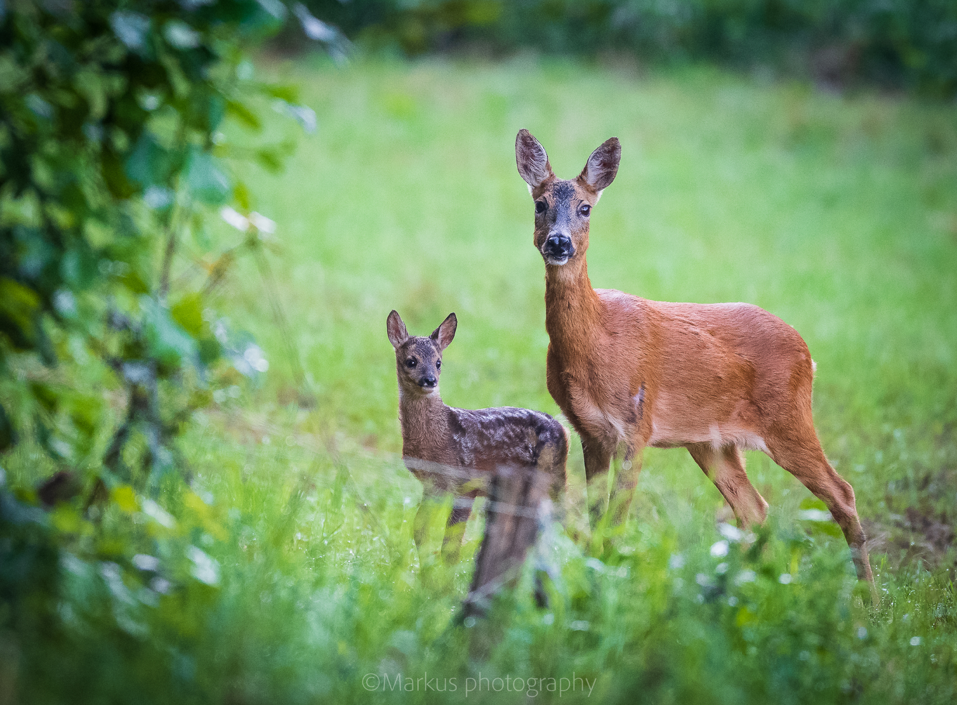 Capreolus capreolus L.