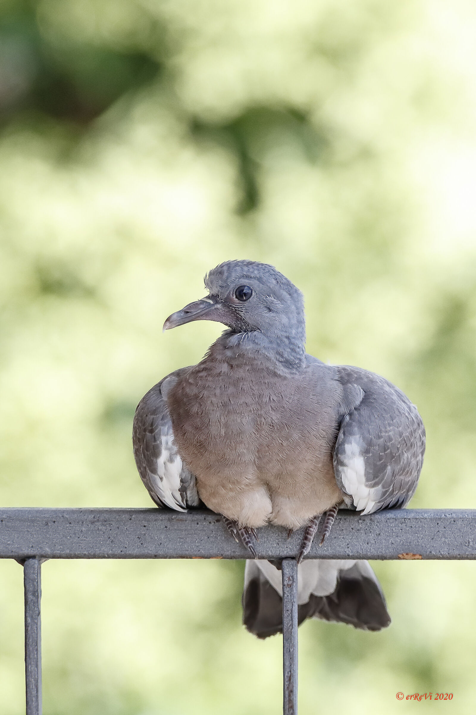 Dove or hybrid pull?