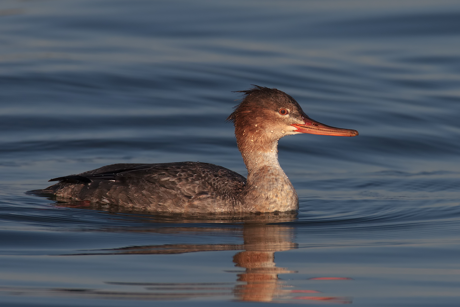 Red-breasted Merganser 5