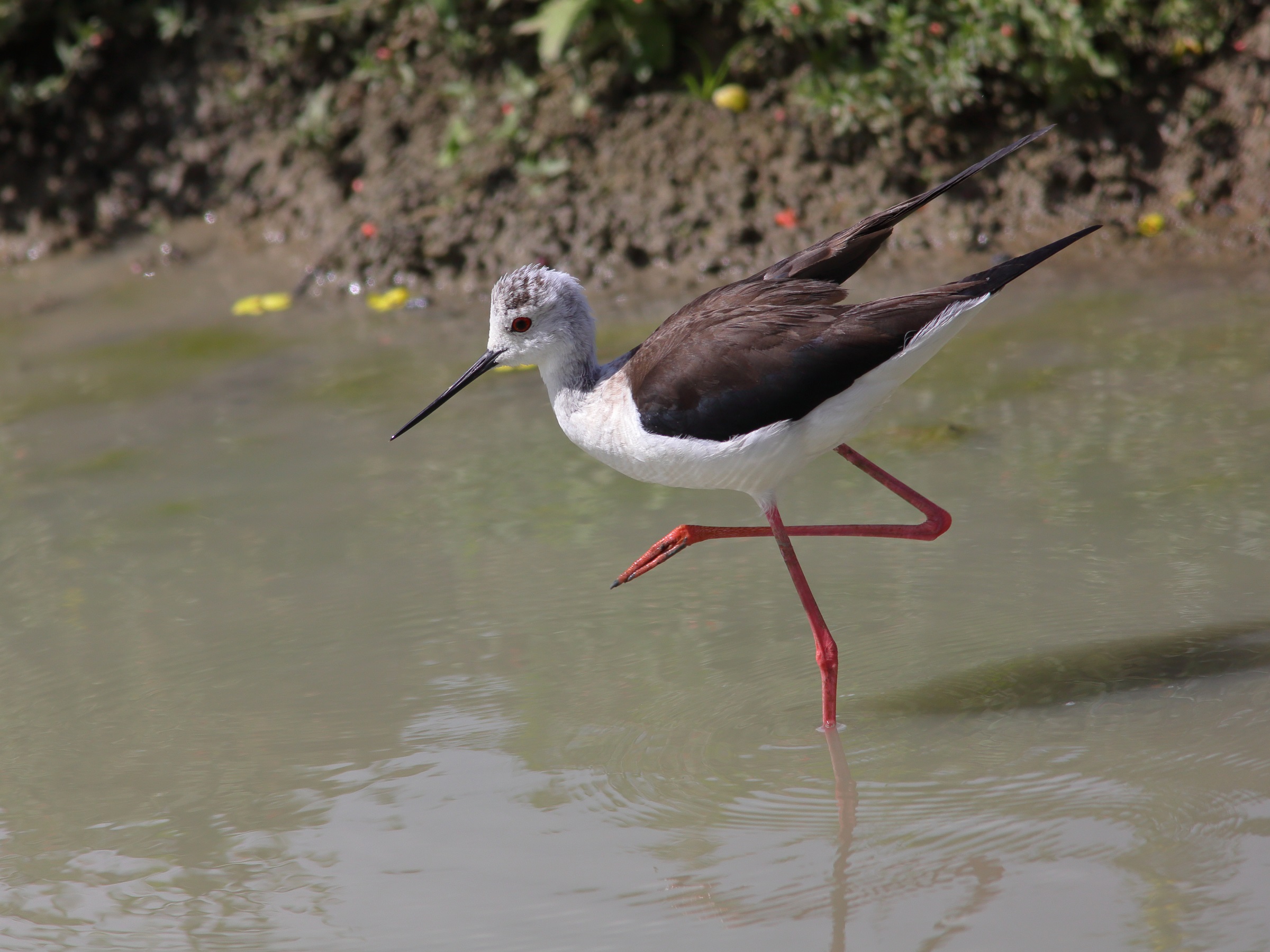 Himantopus himantopus Knight of Italy