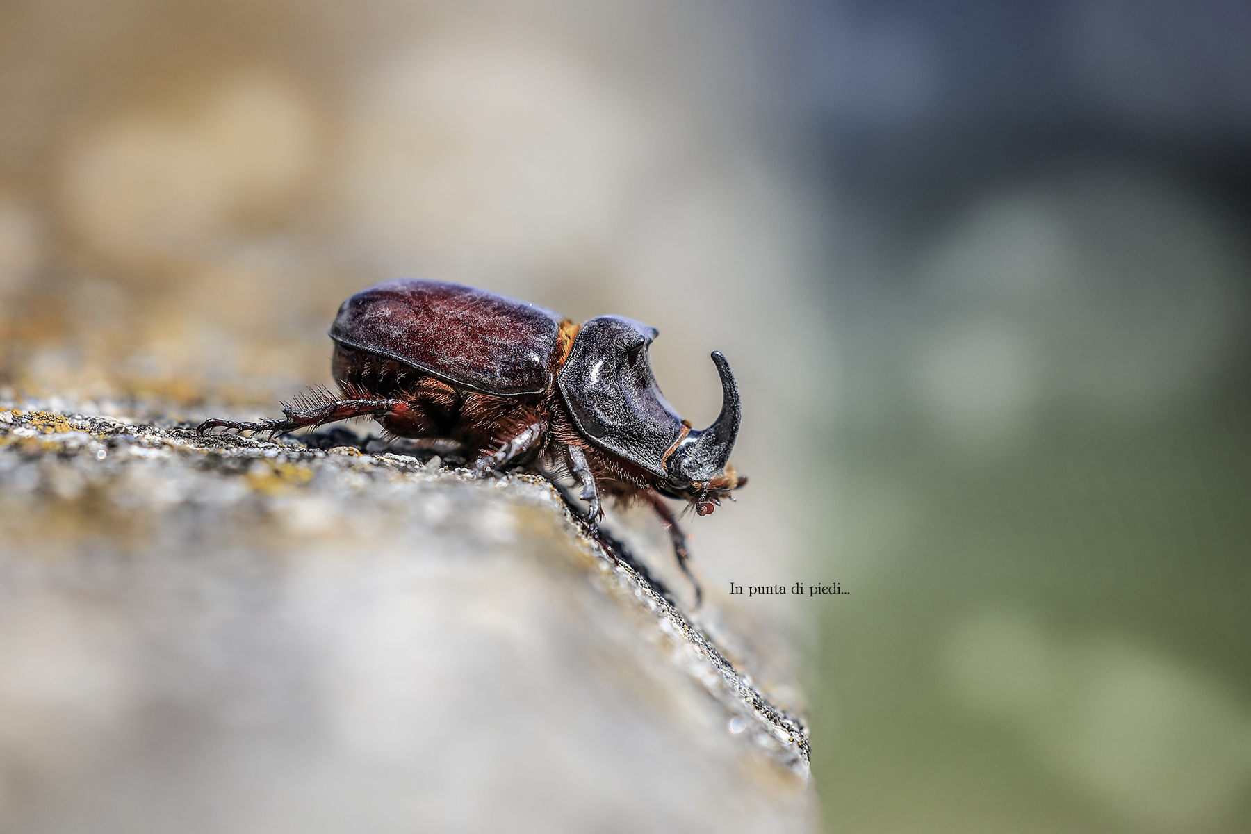 Maschio di Scarabeo rinoceronte - Oryctes nasicornis