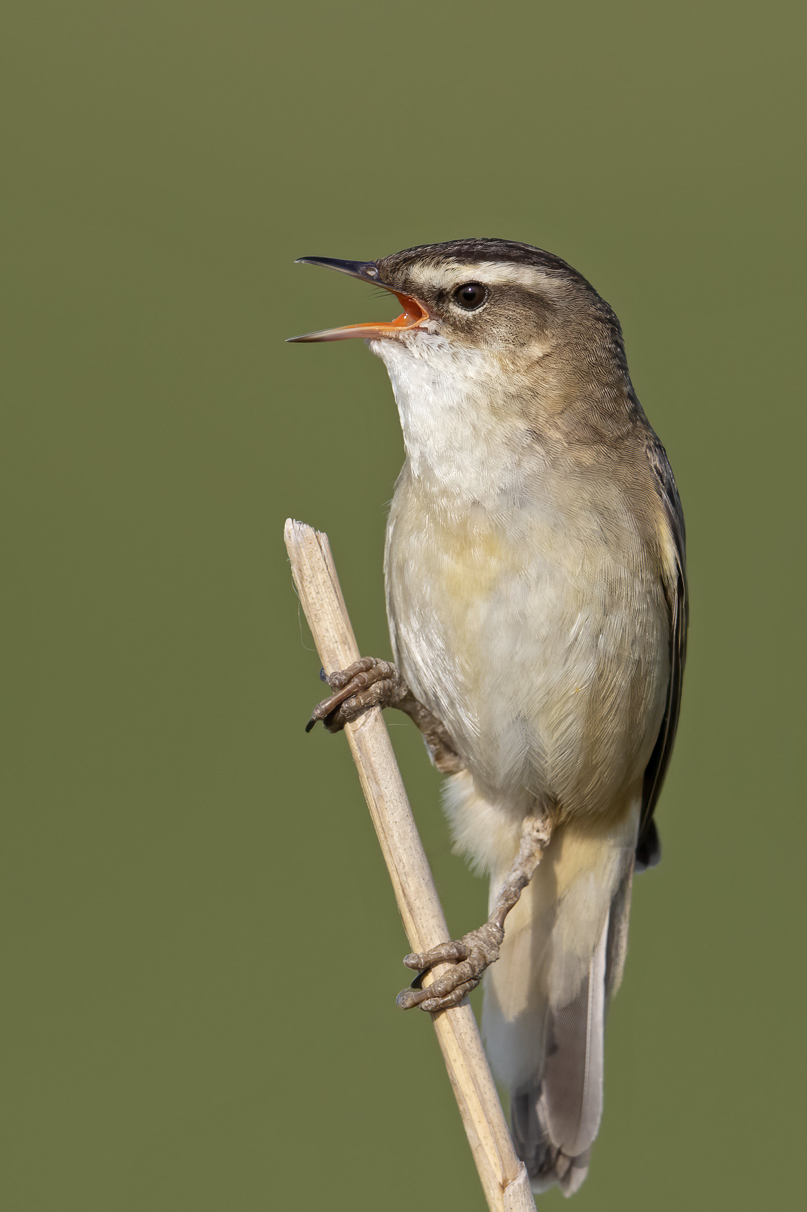 Acrocefo schoenobaenus