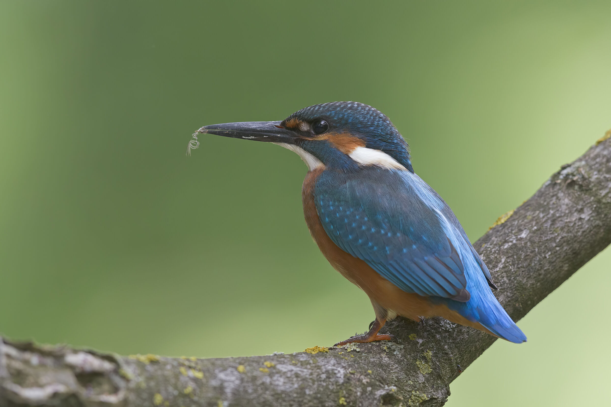 Kingfisher