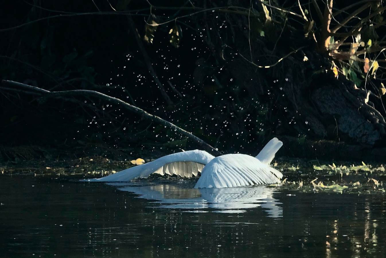 suffimigio o snorkeling?