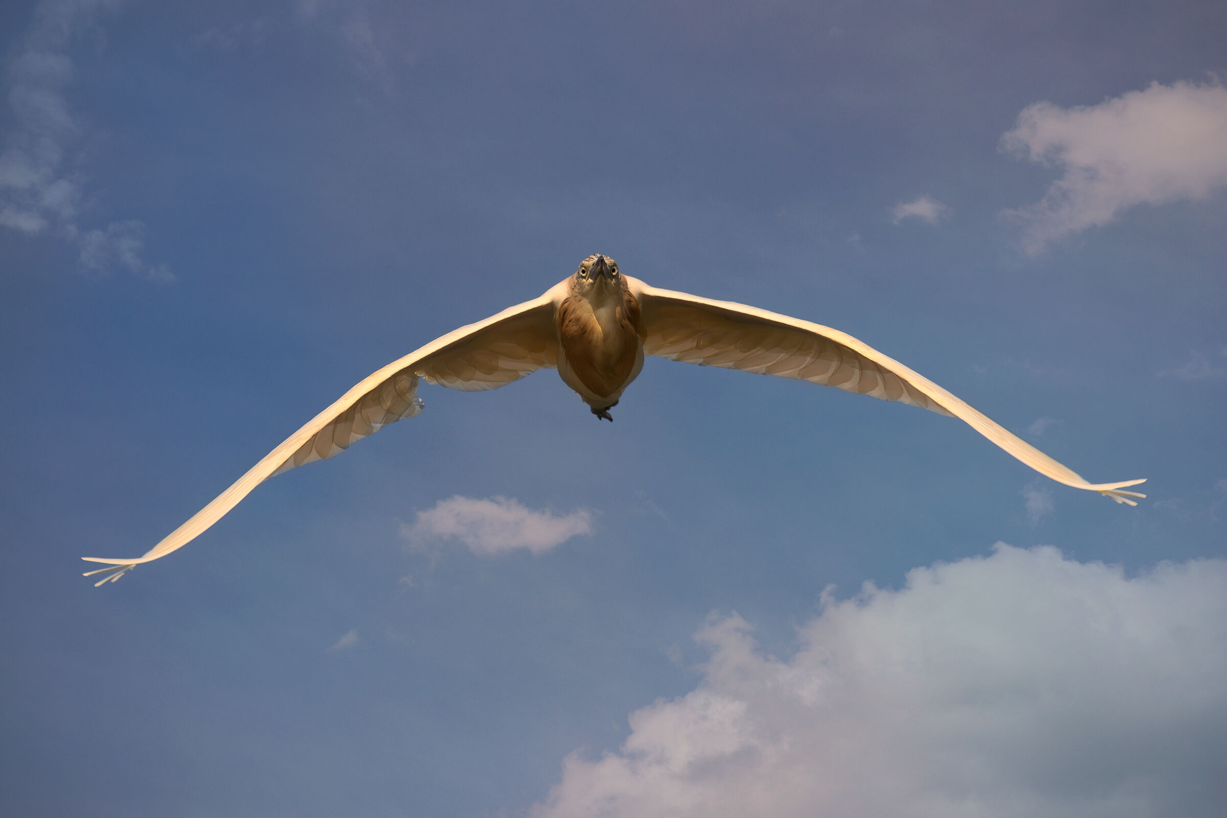 Incontri nel Parco del Mincio (mn)