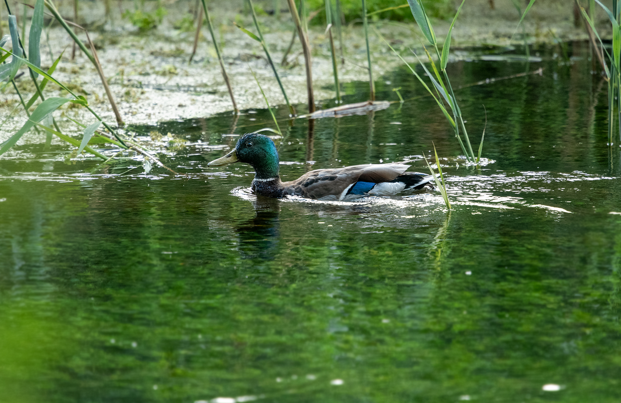 mallard