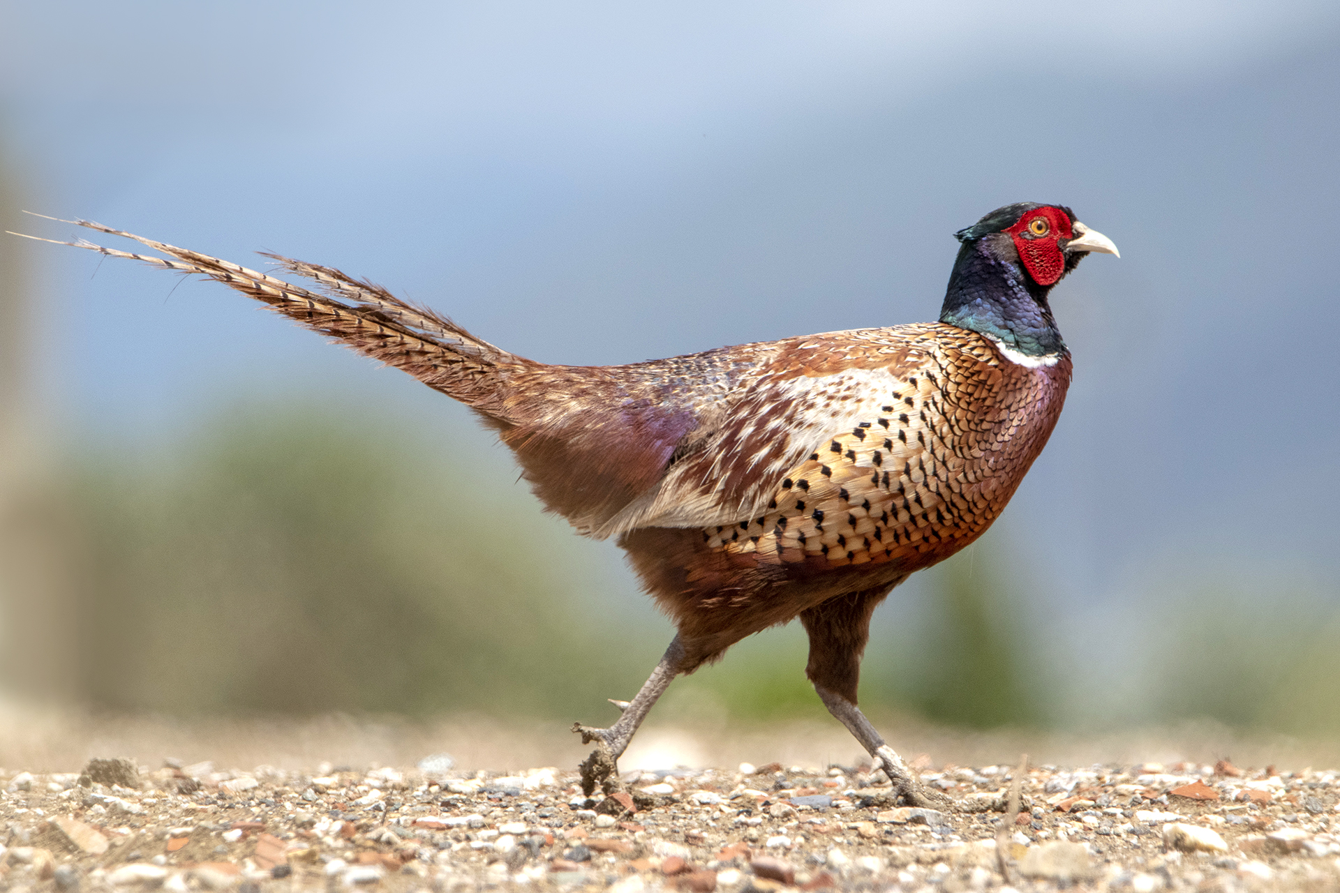 Pheasant