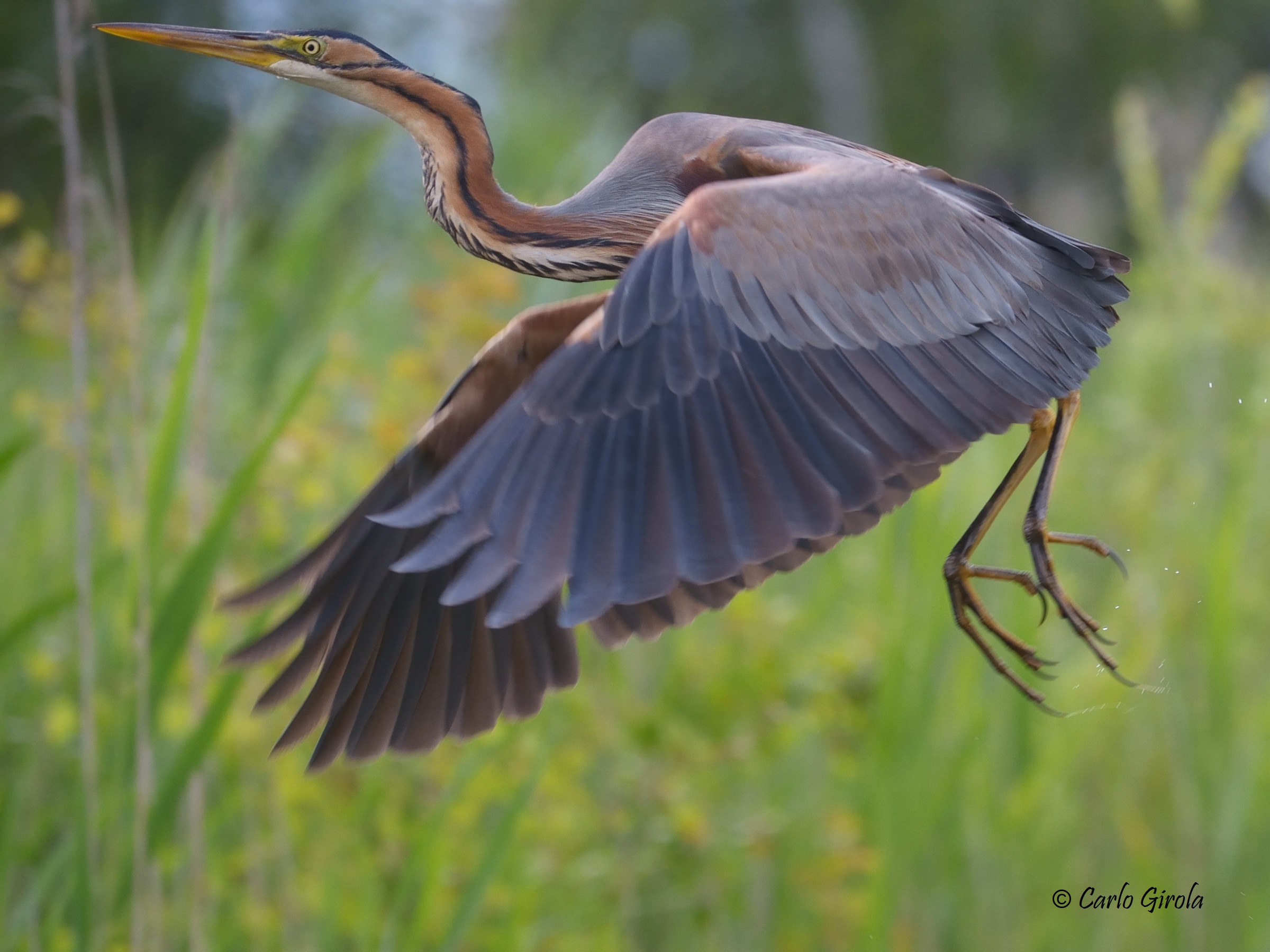Airone rosso (Ardea purpurea)