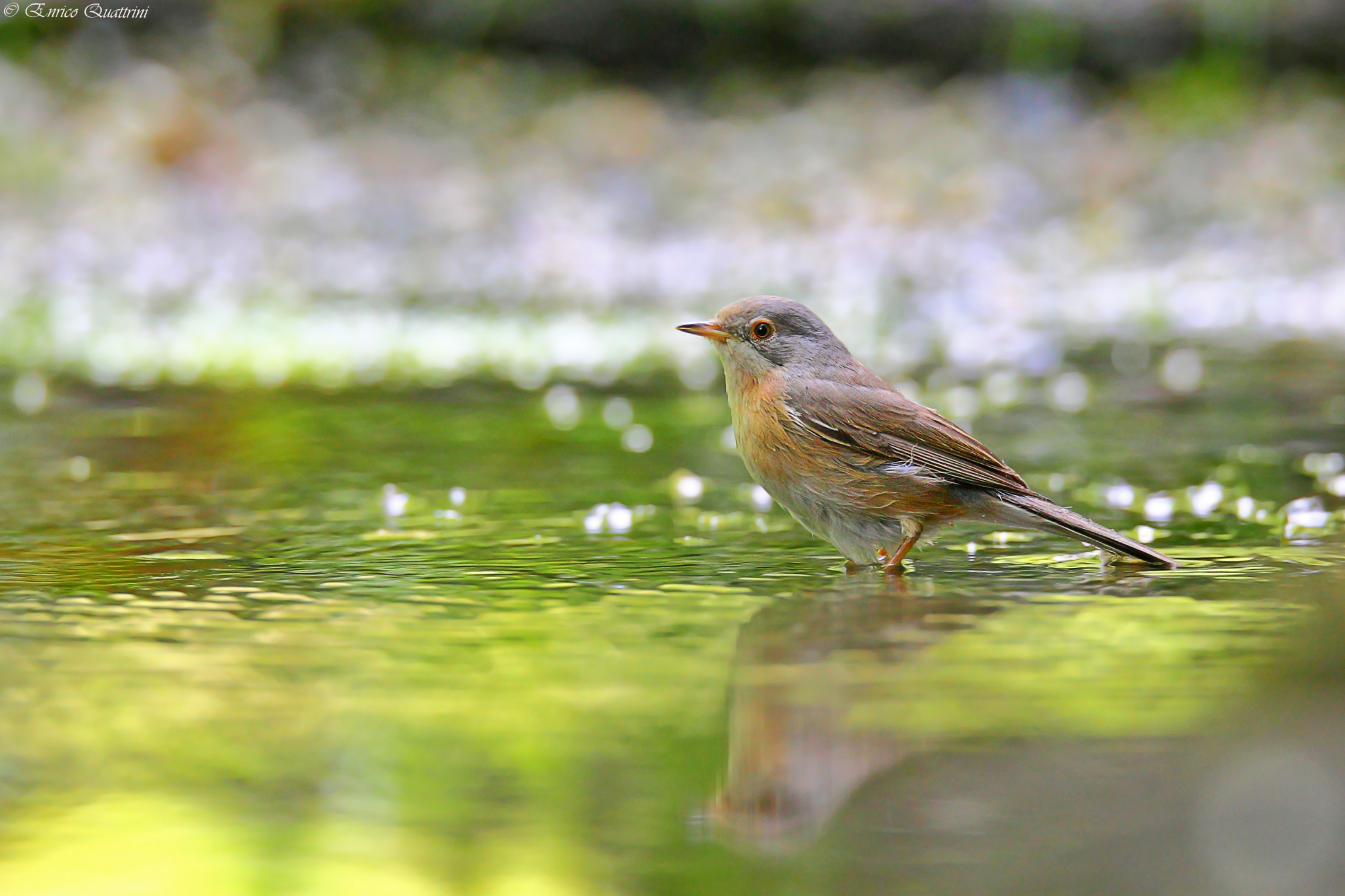 Sterpazzolina di Moltoni