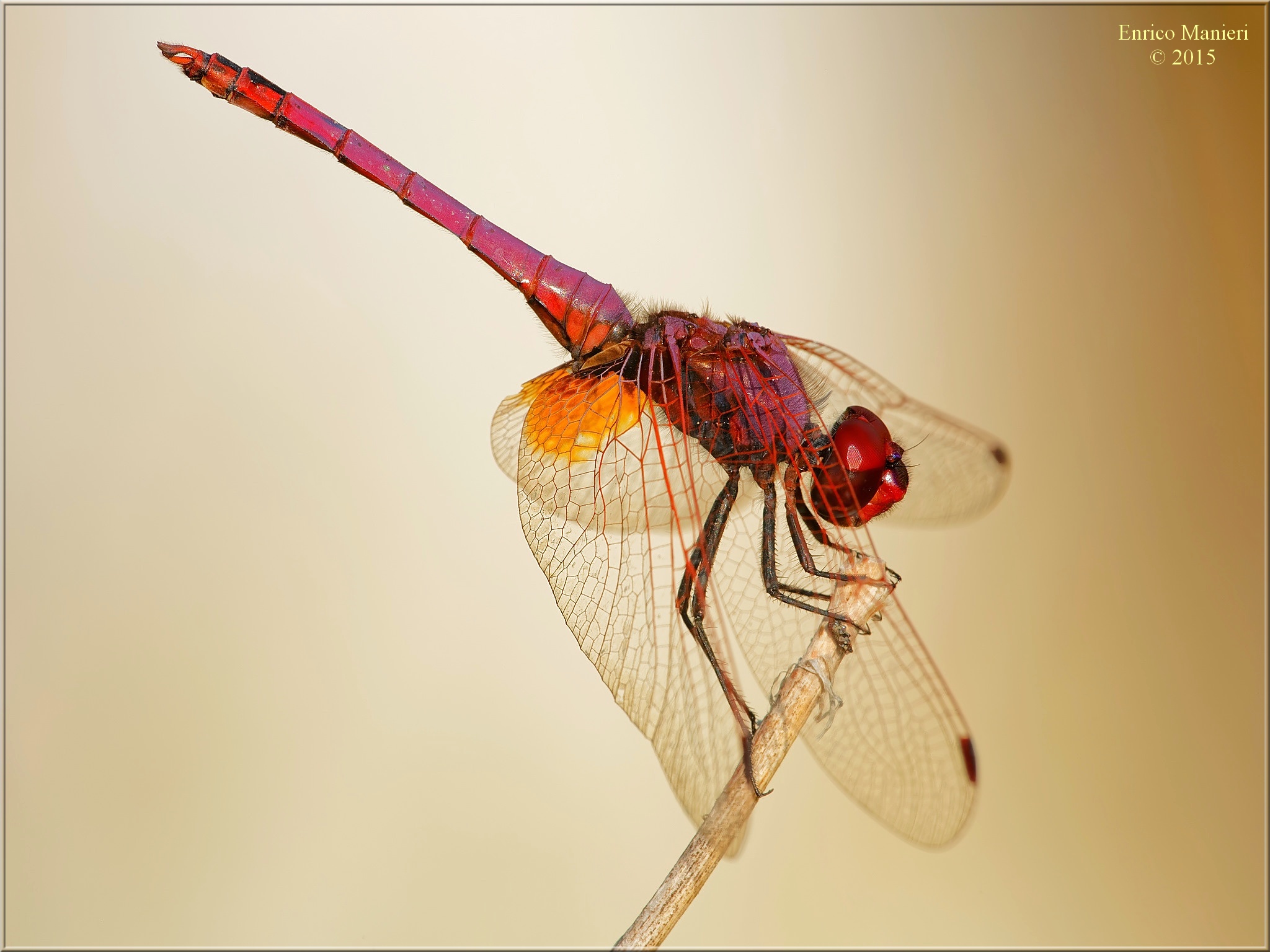 Trithemis Annulata