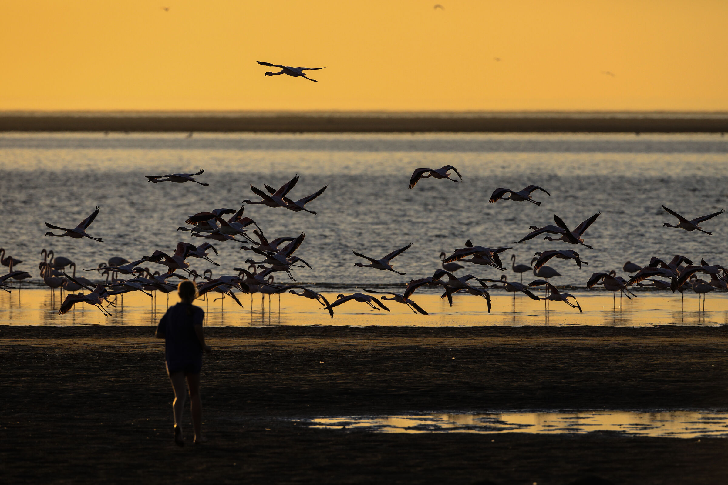 Fenicotteri al Tramonto