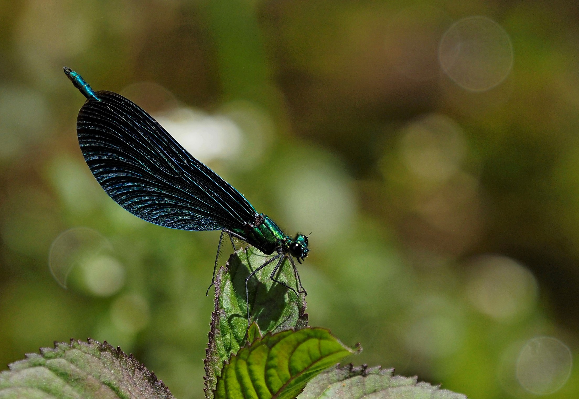 Calopteryx virgo