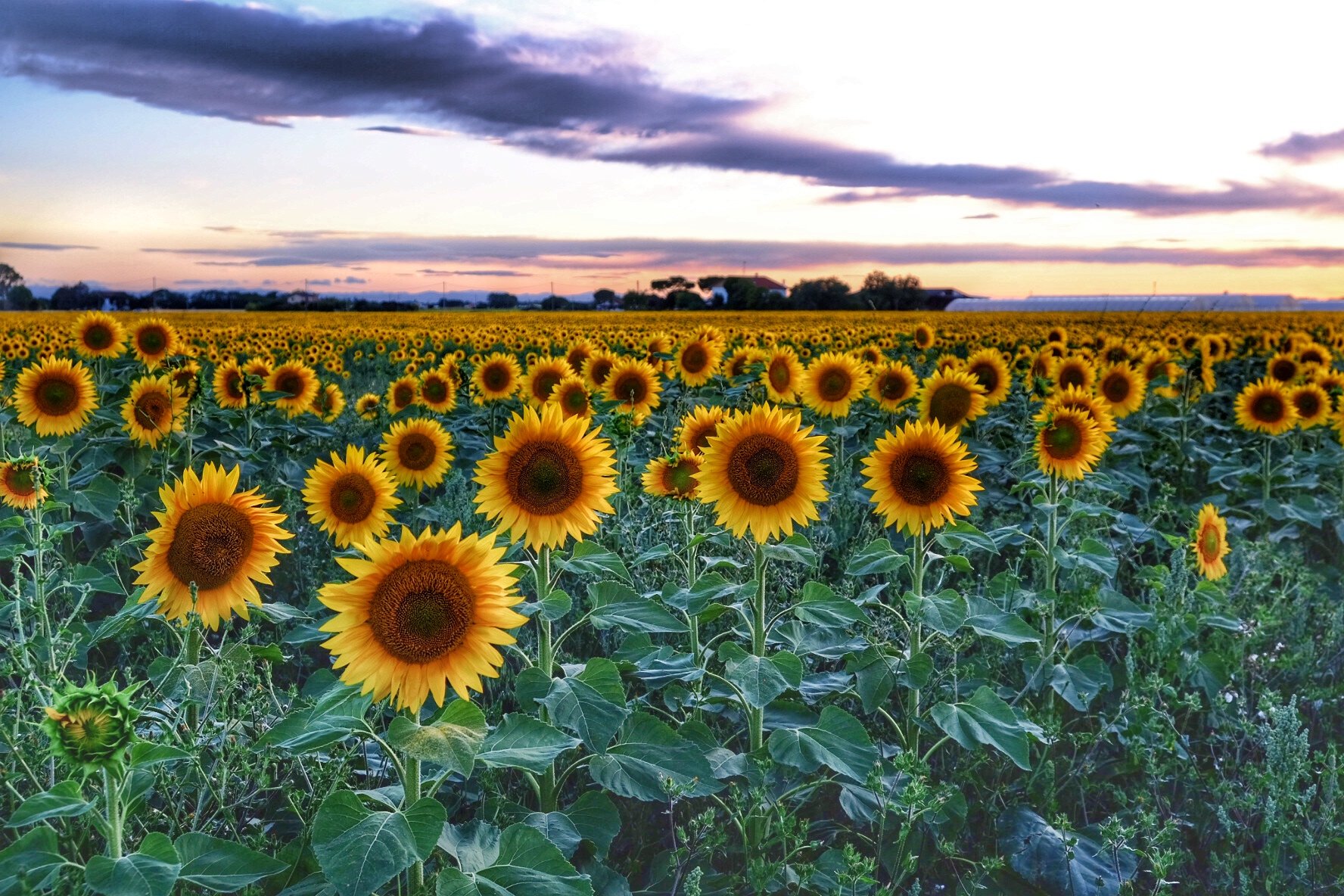 Countryside with sunflowers