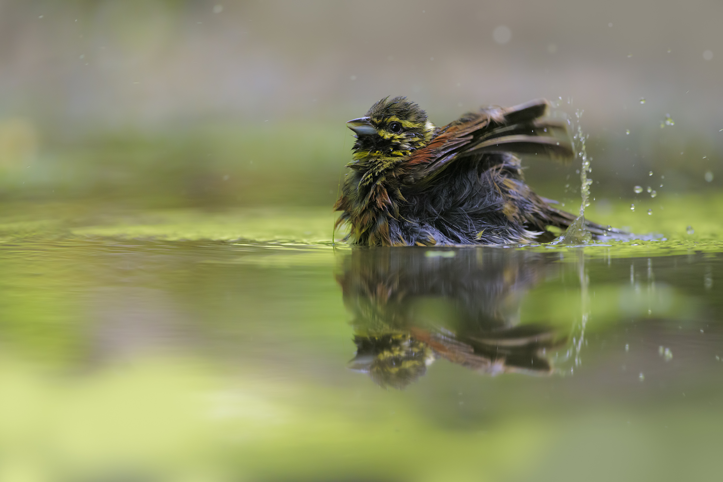Lo Specchio dello Zigolo