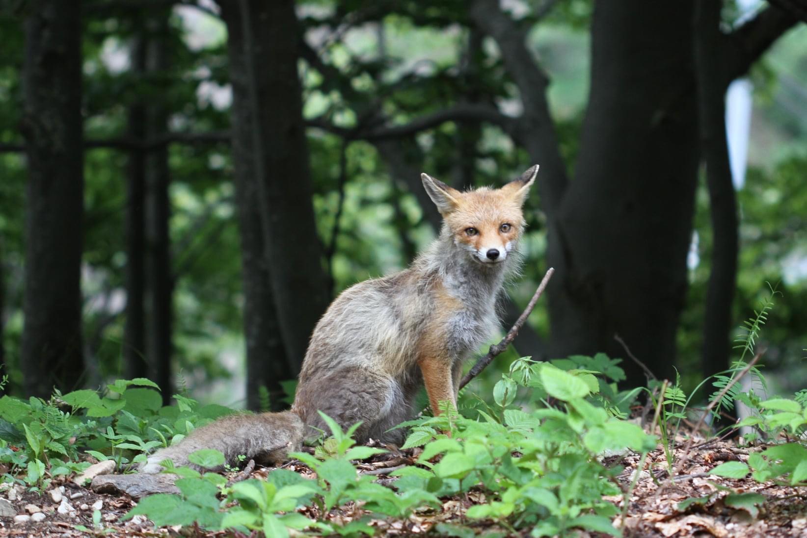 Curious Fox